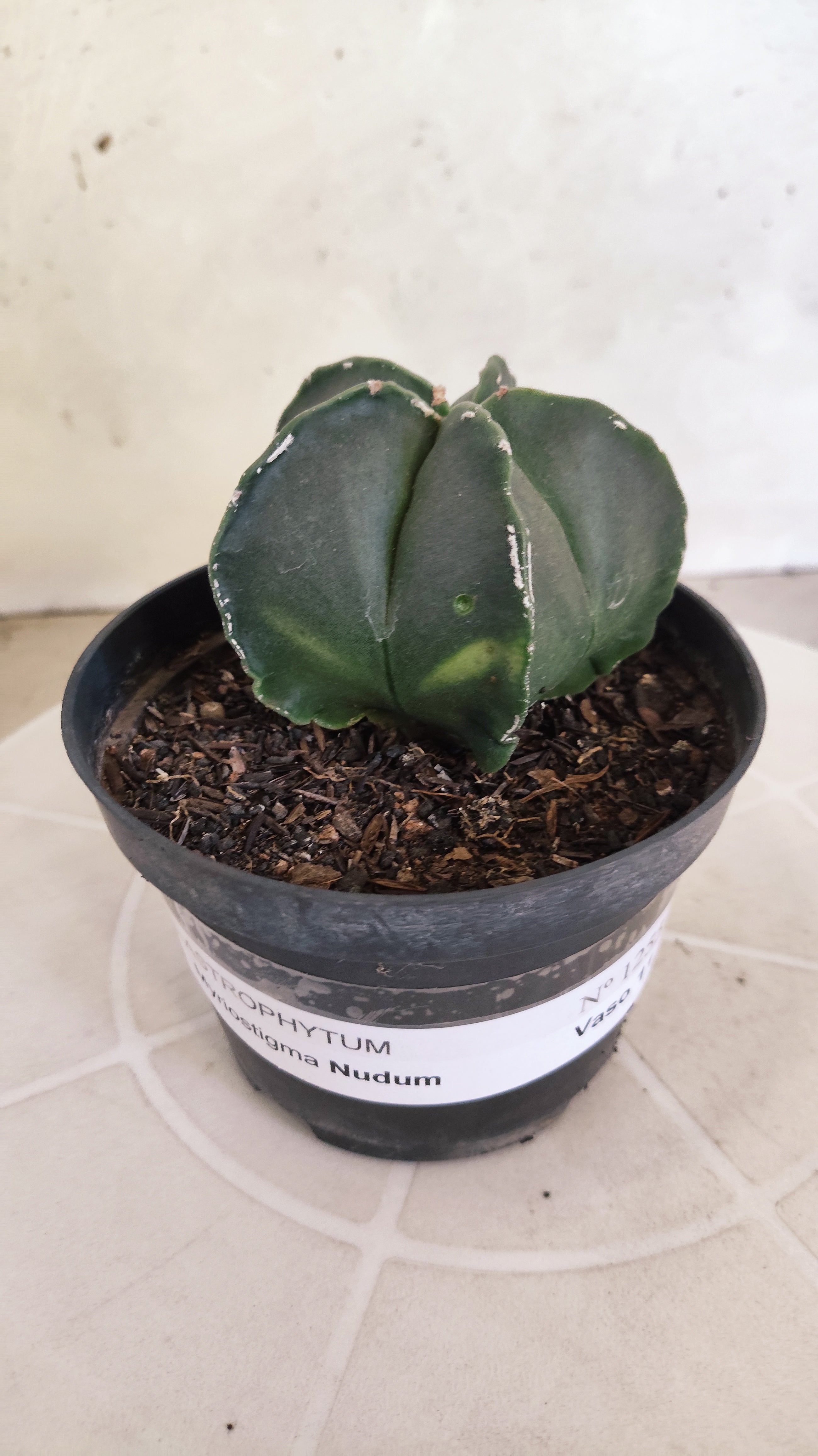 ASTROPHYTUM Myriostigma "Nudum" Nº 1255 – vaso 11