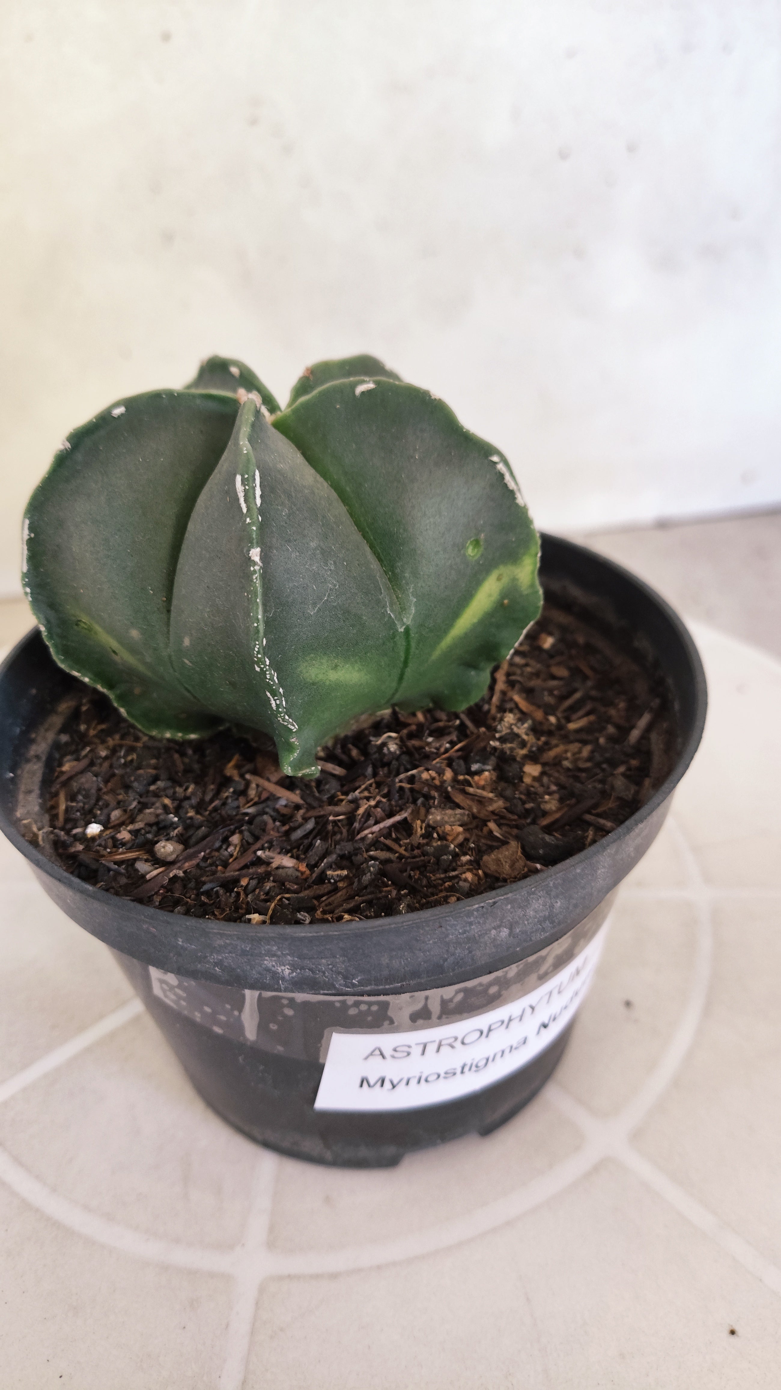 ASTROPHYTUM Myriostigma "Nudum" Nº 1255 – vaso 11