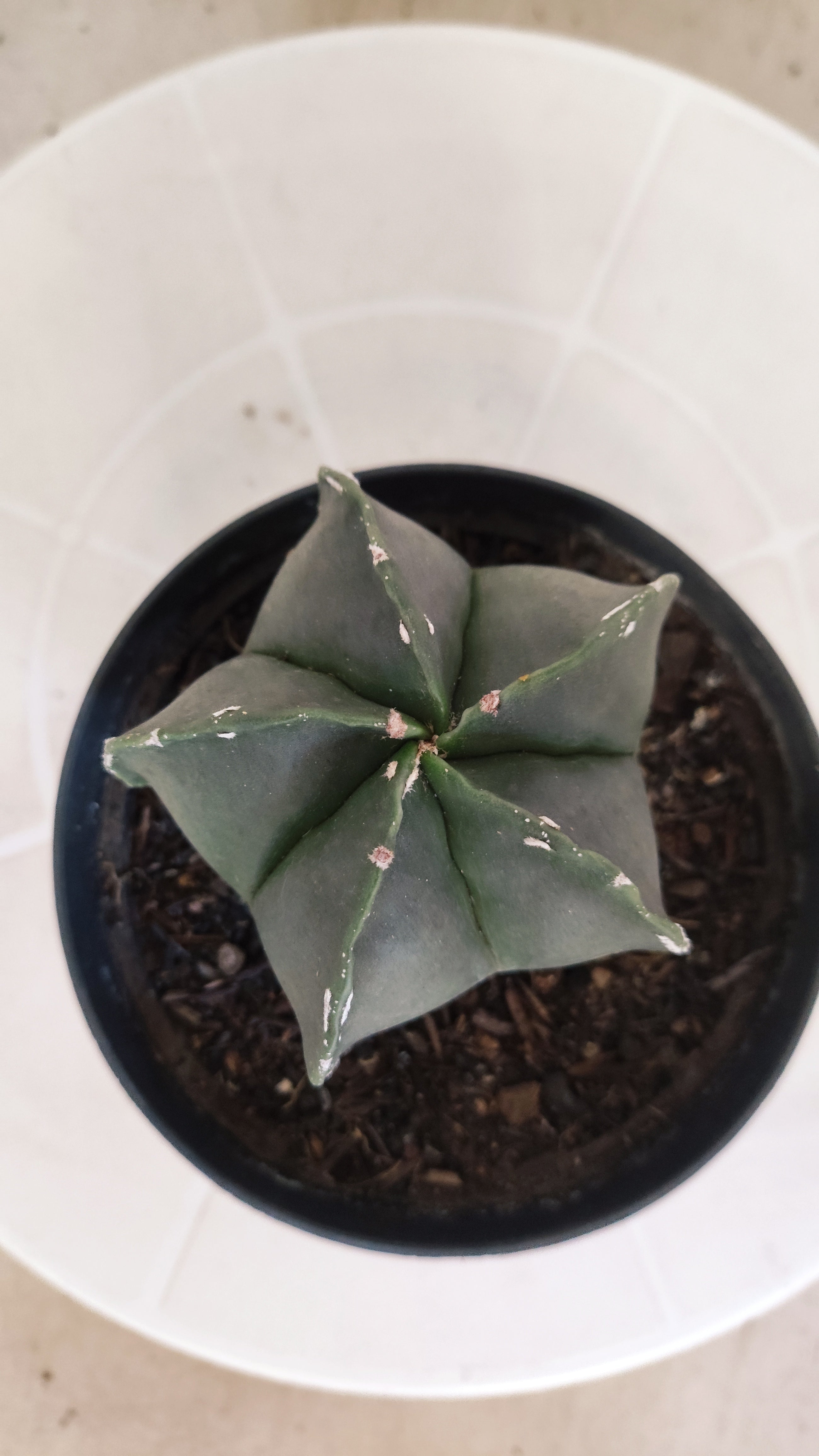 ASTROPHYTUM Myriostigma "Nudum" Nº 1255 – vaso 11