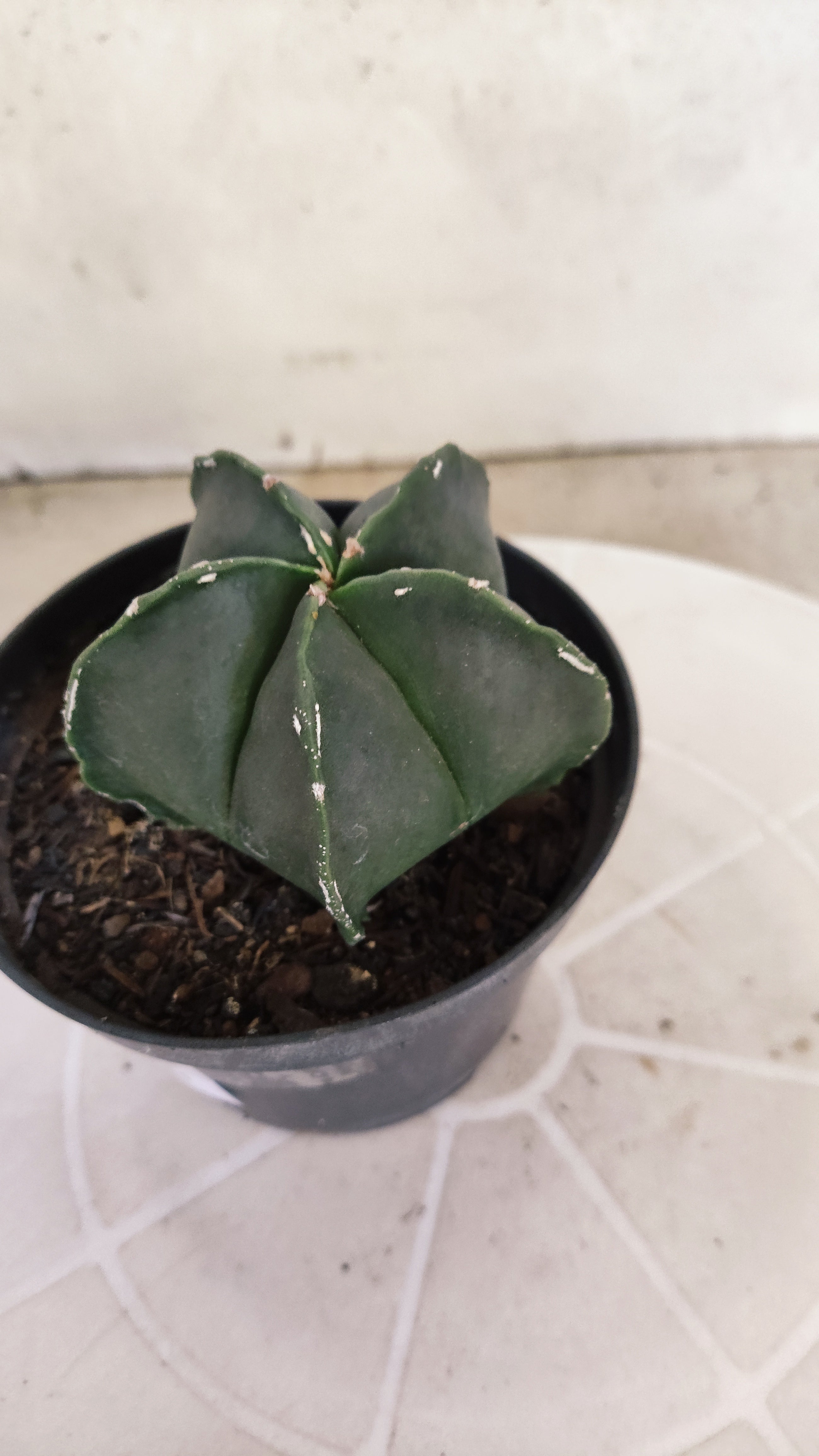 ASTROPHYTUM Myriostigma "Nudum" Nº 1255 – vaso 11