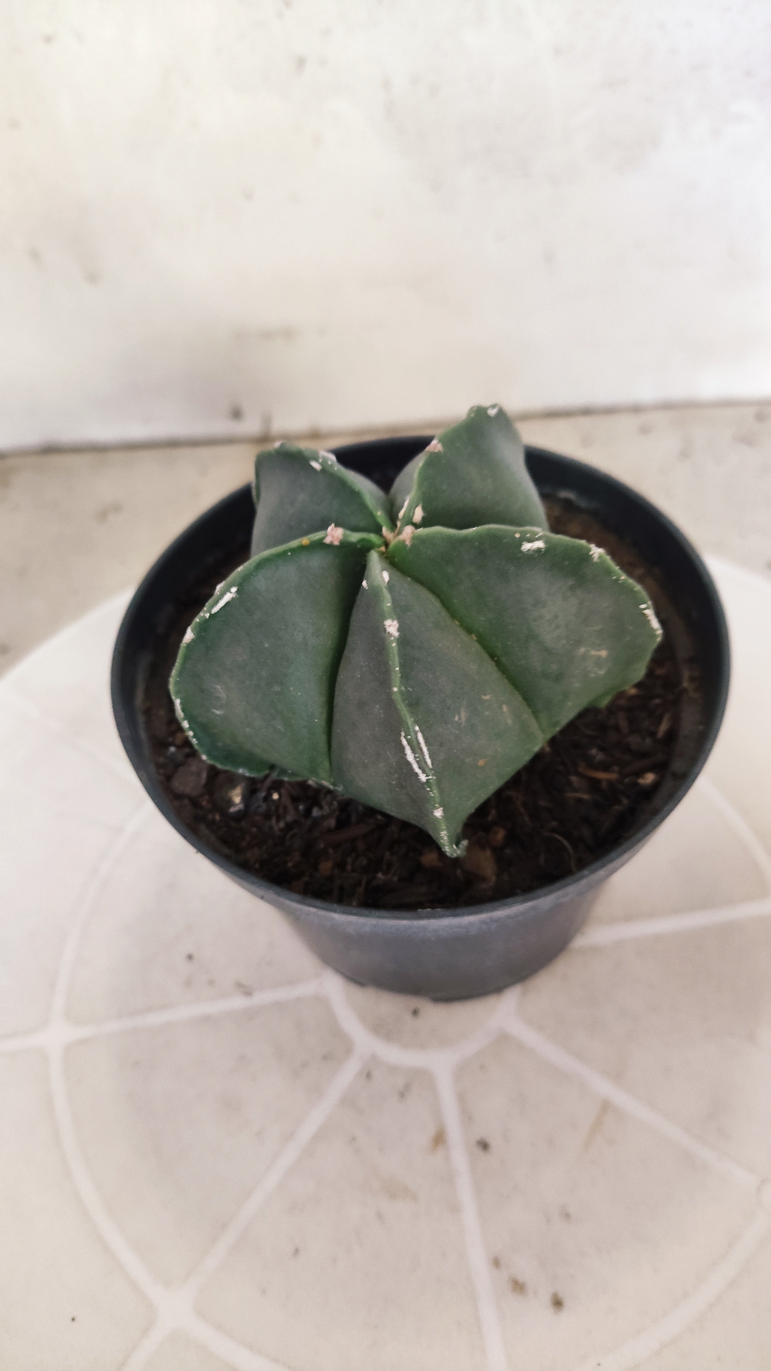 ASTROPHYTUM Myriostigma "Nudum" Nº 1255 – vaso 11