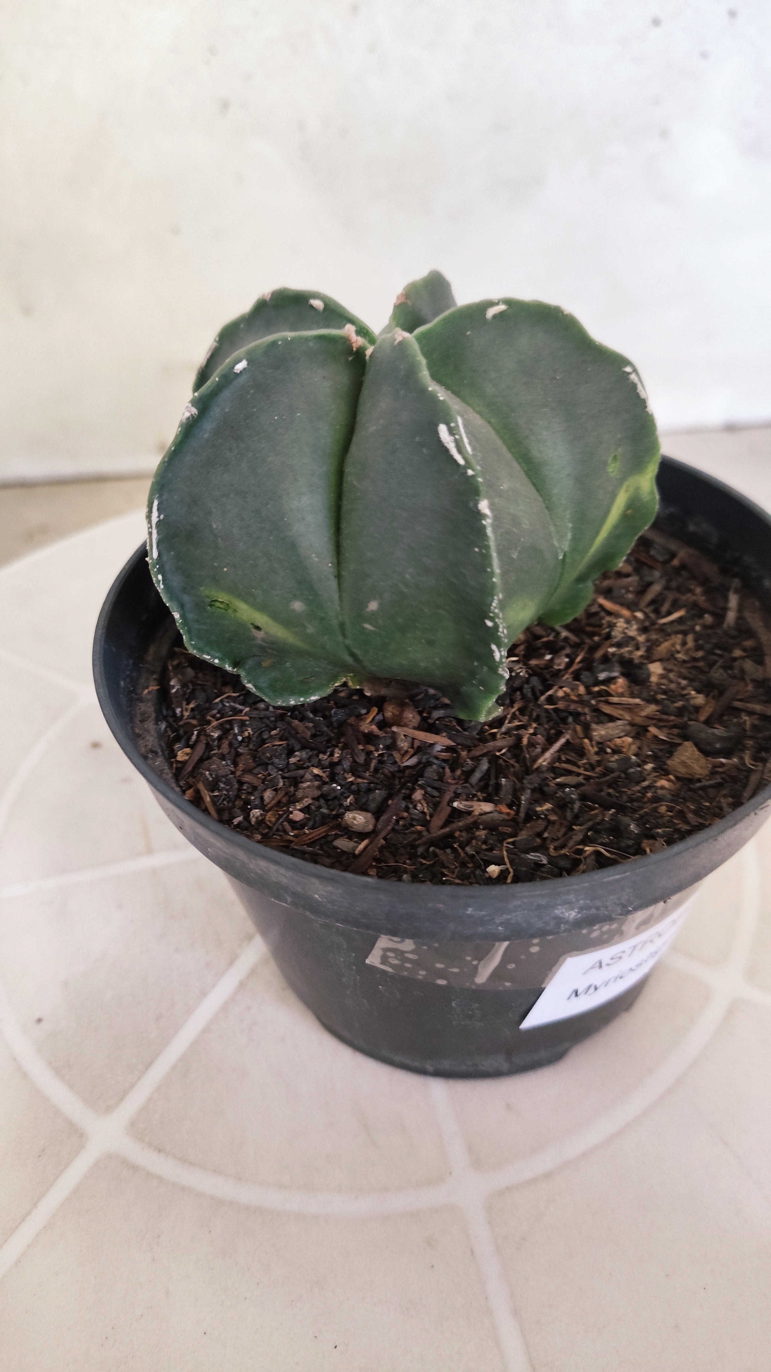 ASTROPHYTUM Myriostigma "Nudum" Nº 1255 – vaso 11