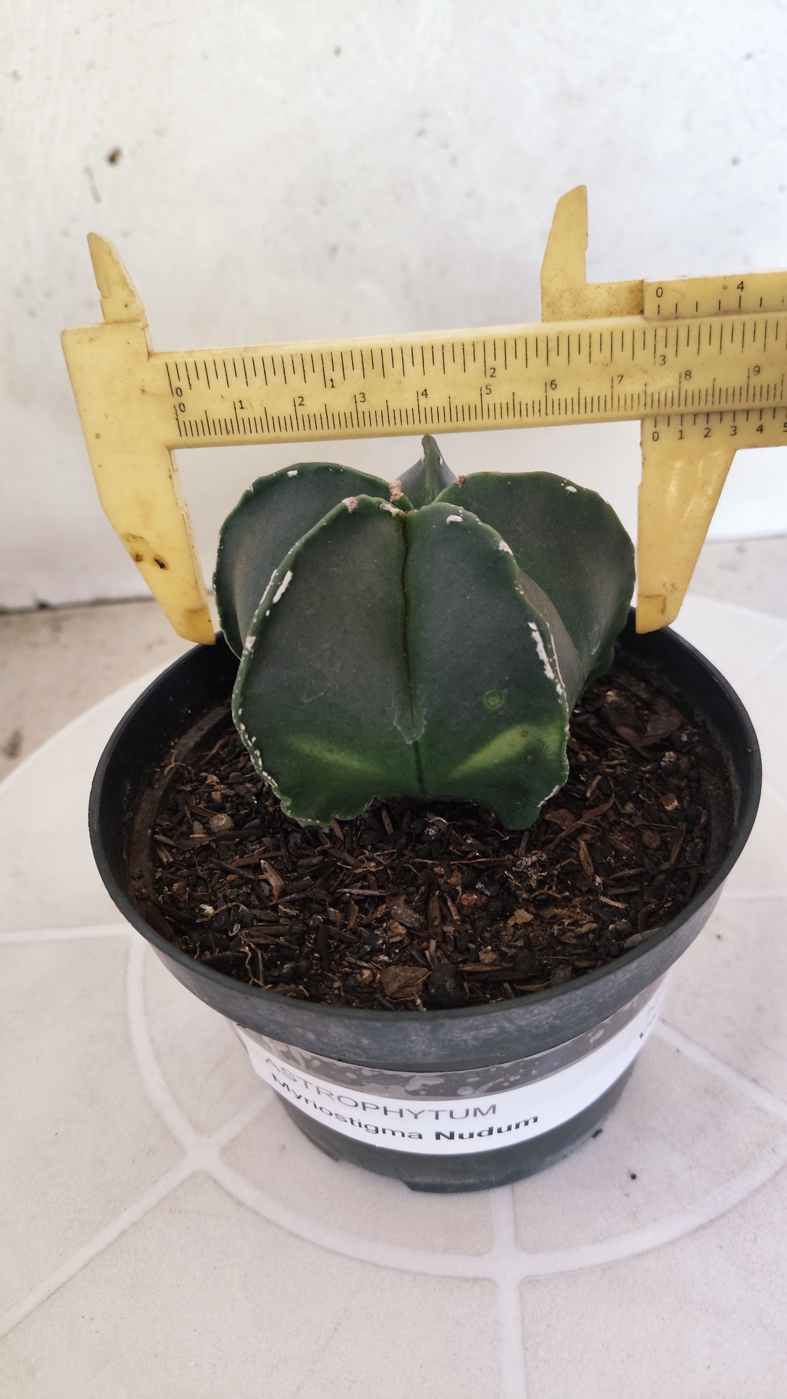 ASTROPHYTUM Myriostigma "Nudum" Nº 1255 – vaso 11