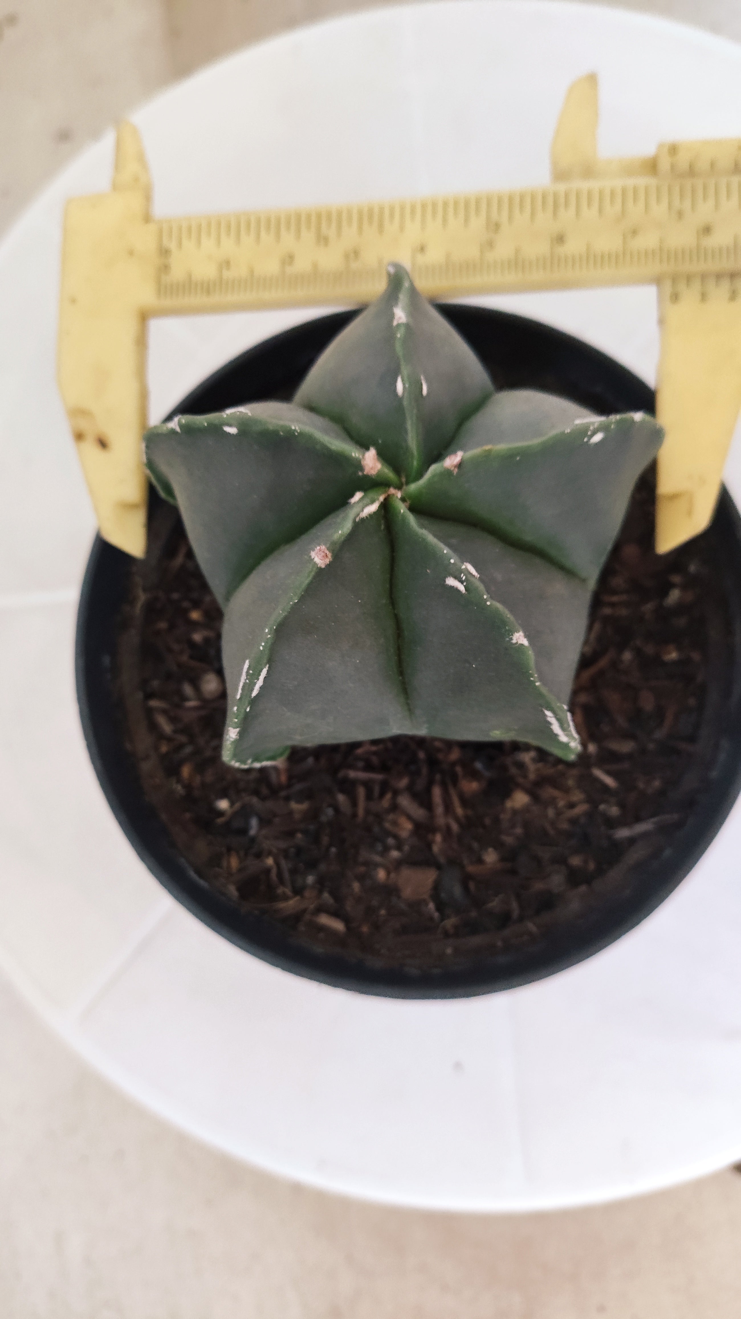 ASTROPHYTUM Myriostigma "Nudum" Nº 1255 – vaso 11