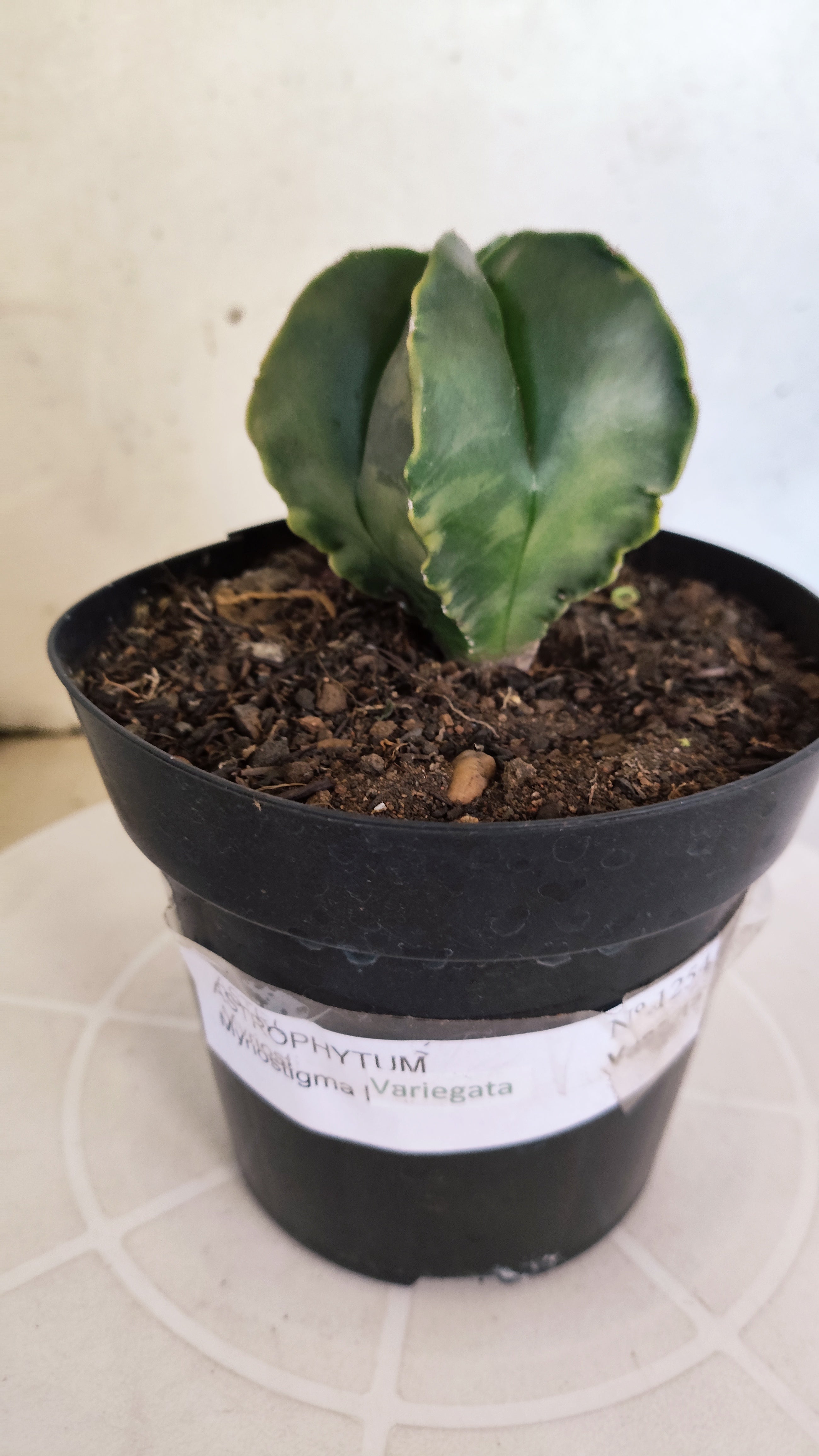 ASTROPHYTUM Myriostigma "Variegata"  Nº 1254 – vaso 15
