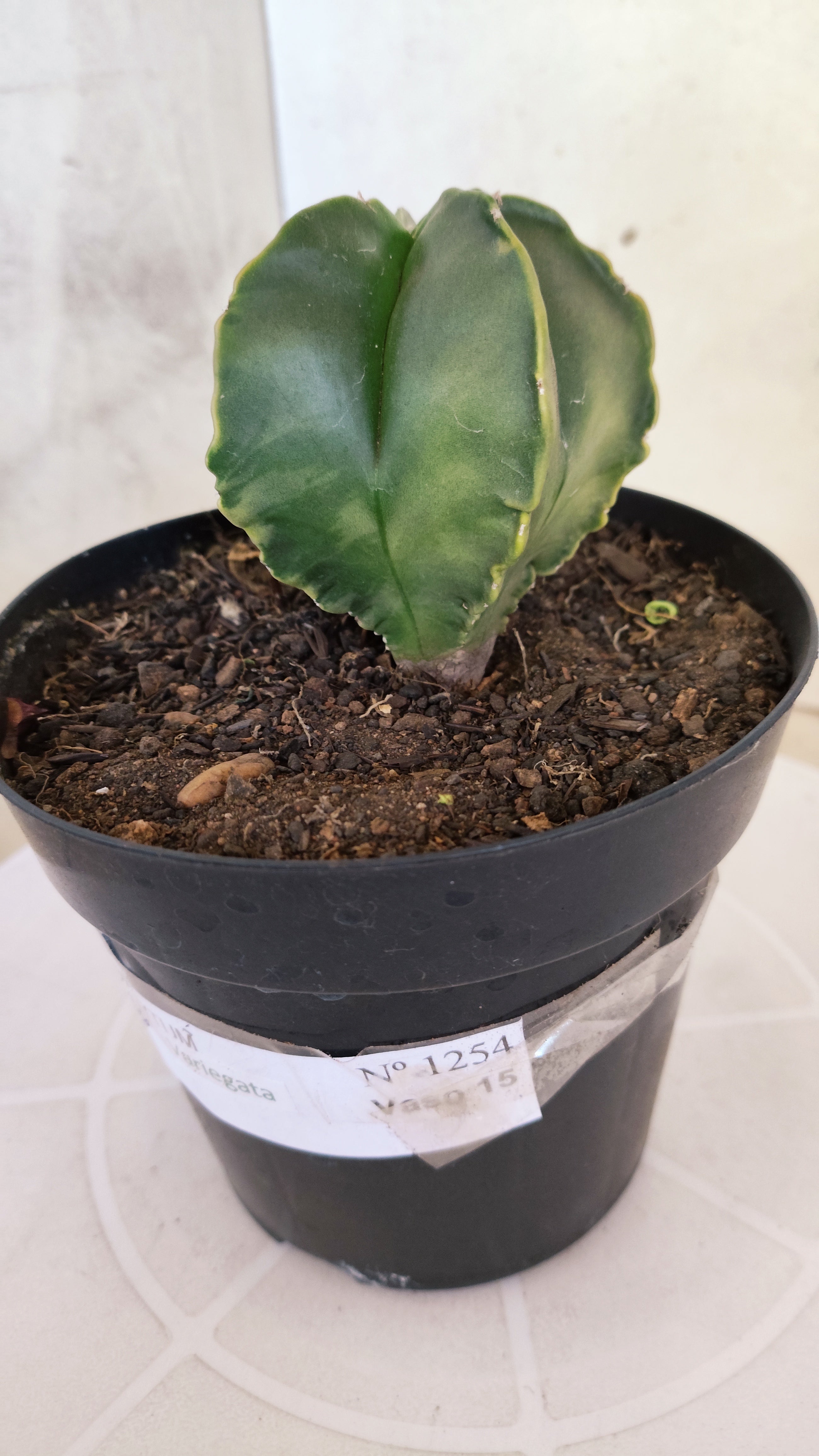 ASTROPHYTUM Myriostigma "Variegata"  Nº 1254 – vaso 15
