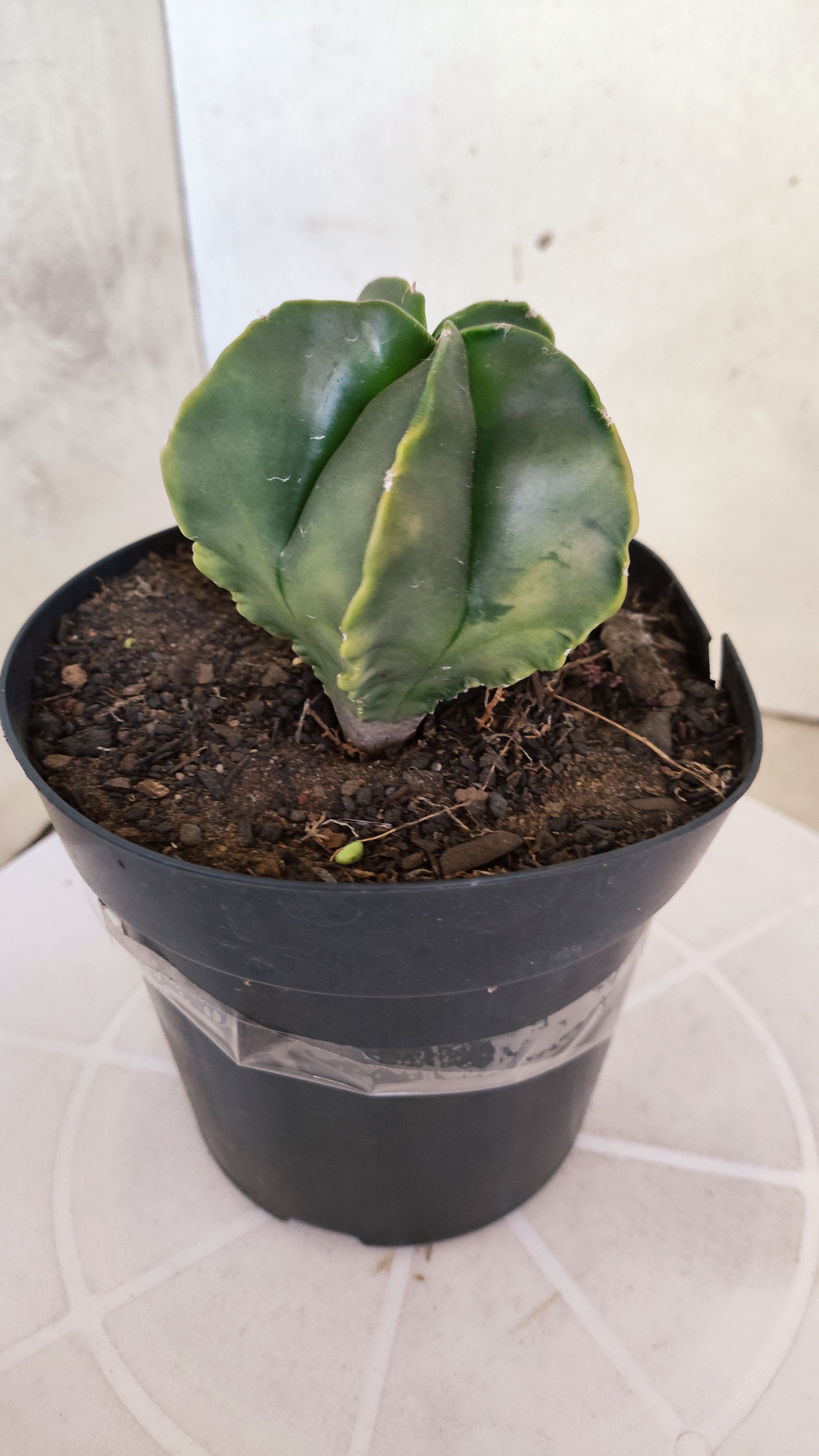ASTROPHYTUM Myriostigma "Variegata"  Nº 1254 – vaso 15
