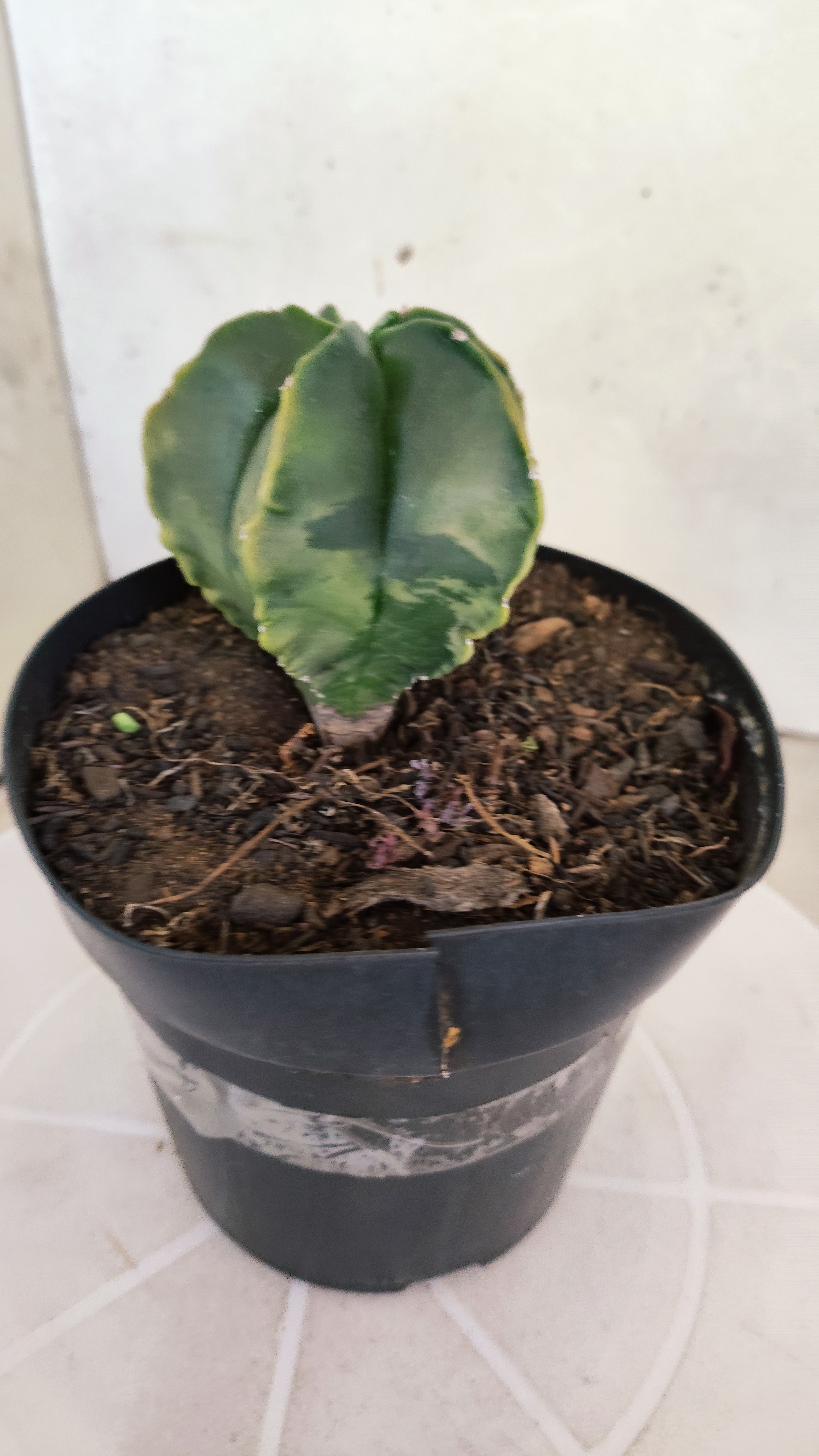 ASTROPHYTUM Myriostigma "Variegata"  Nº 1254 – vaso 15