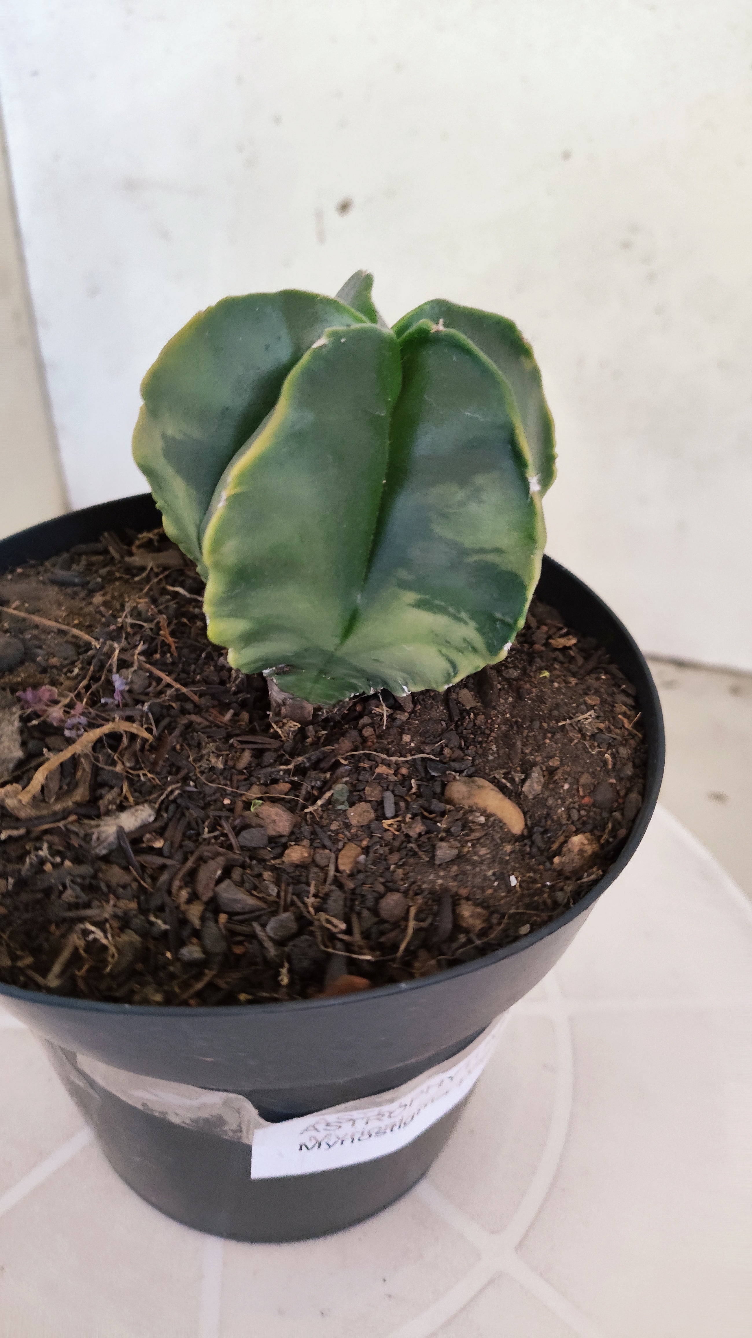 ASTROPHYTUM Myriostigma "Variegata"  Nº 1254 – vaso 15