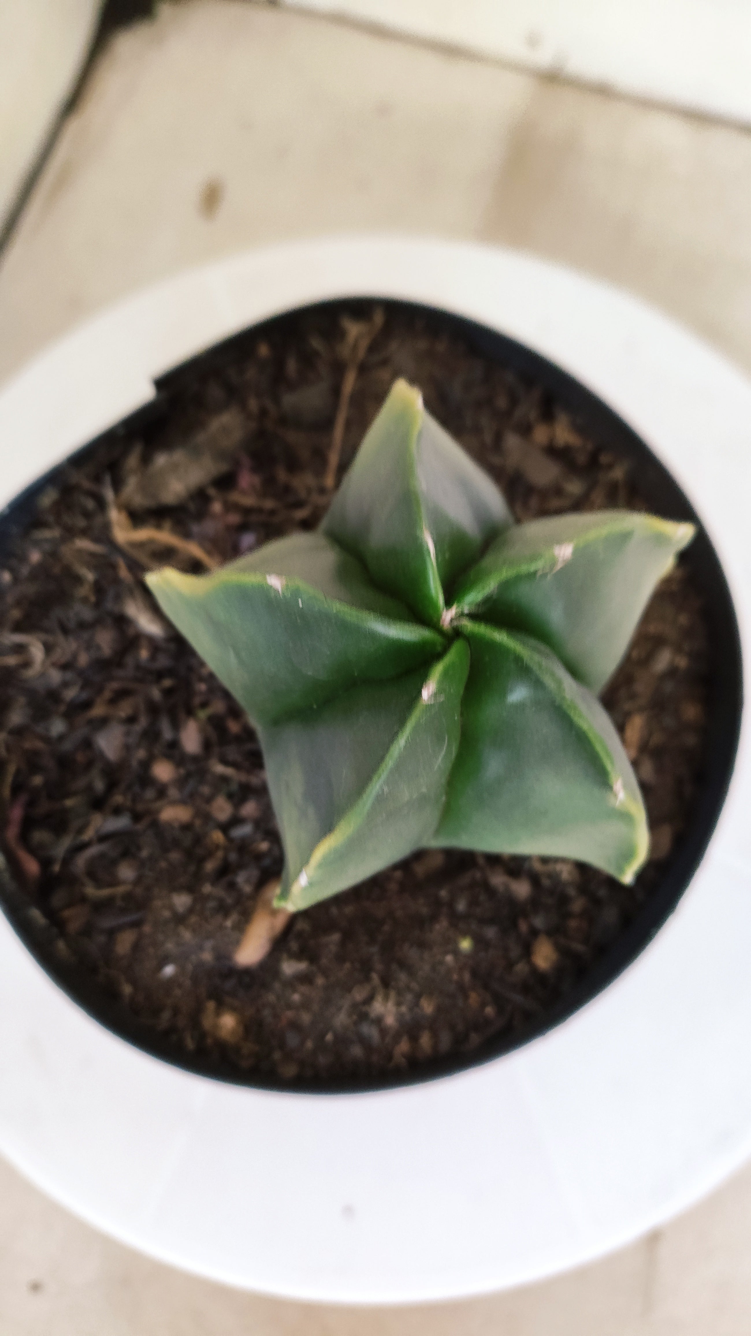 ASTROPHYTUM Myriostigma "Variegata"  Nº 1254 – vaso 15
