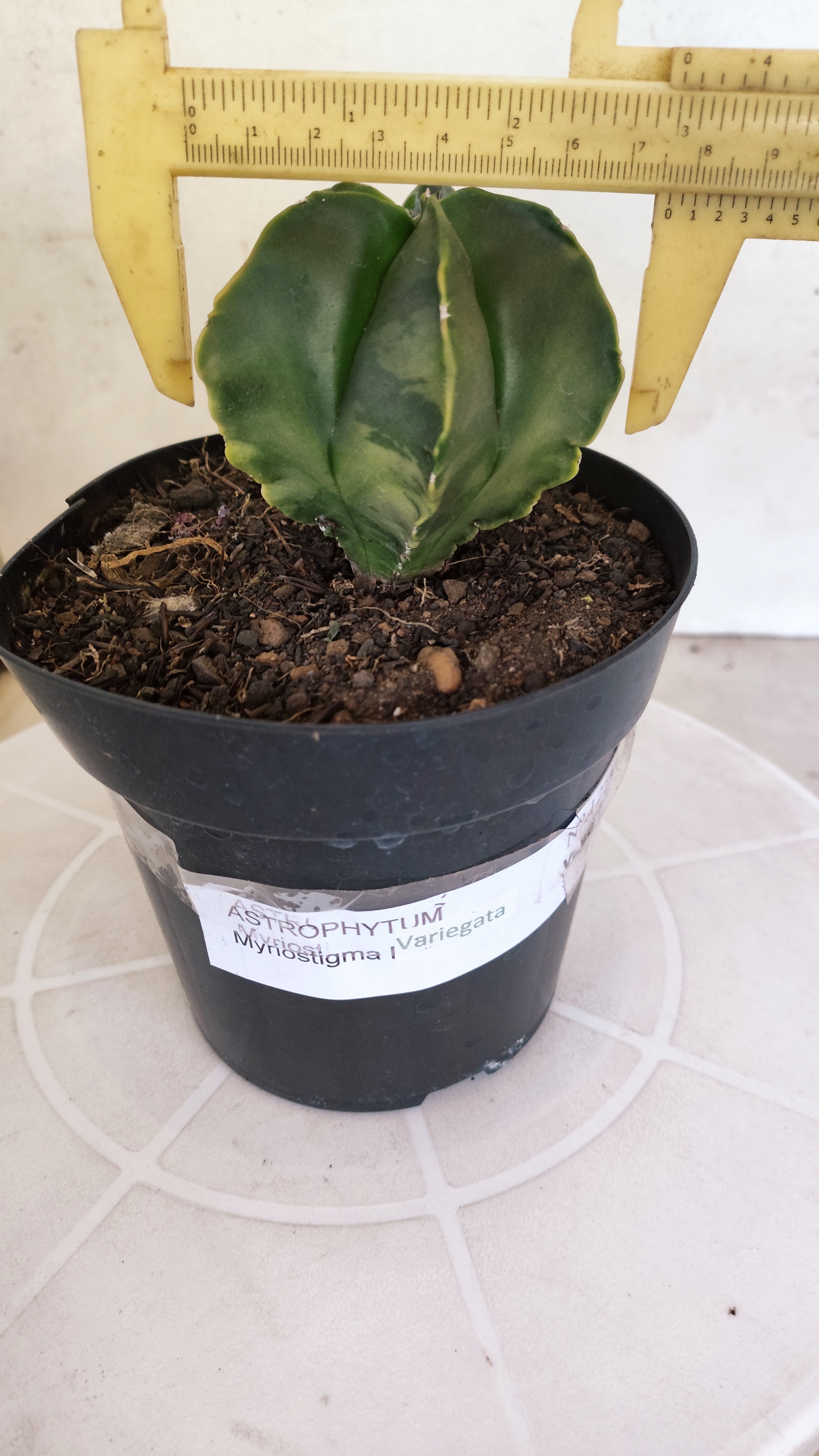 ASTROPHYTUM Myriostigma "Variegata"  Nº 1254 – vaso 15