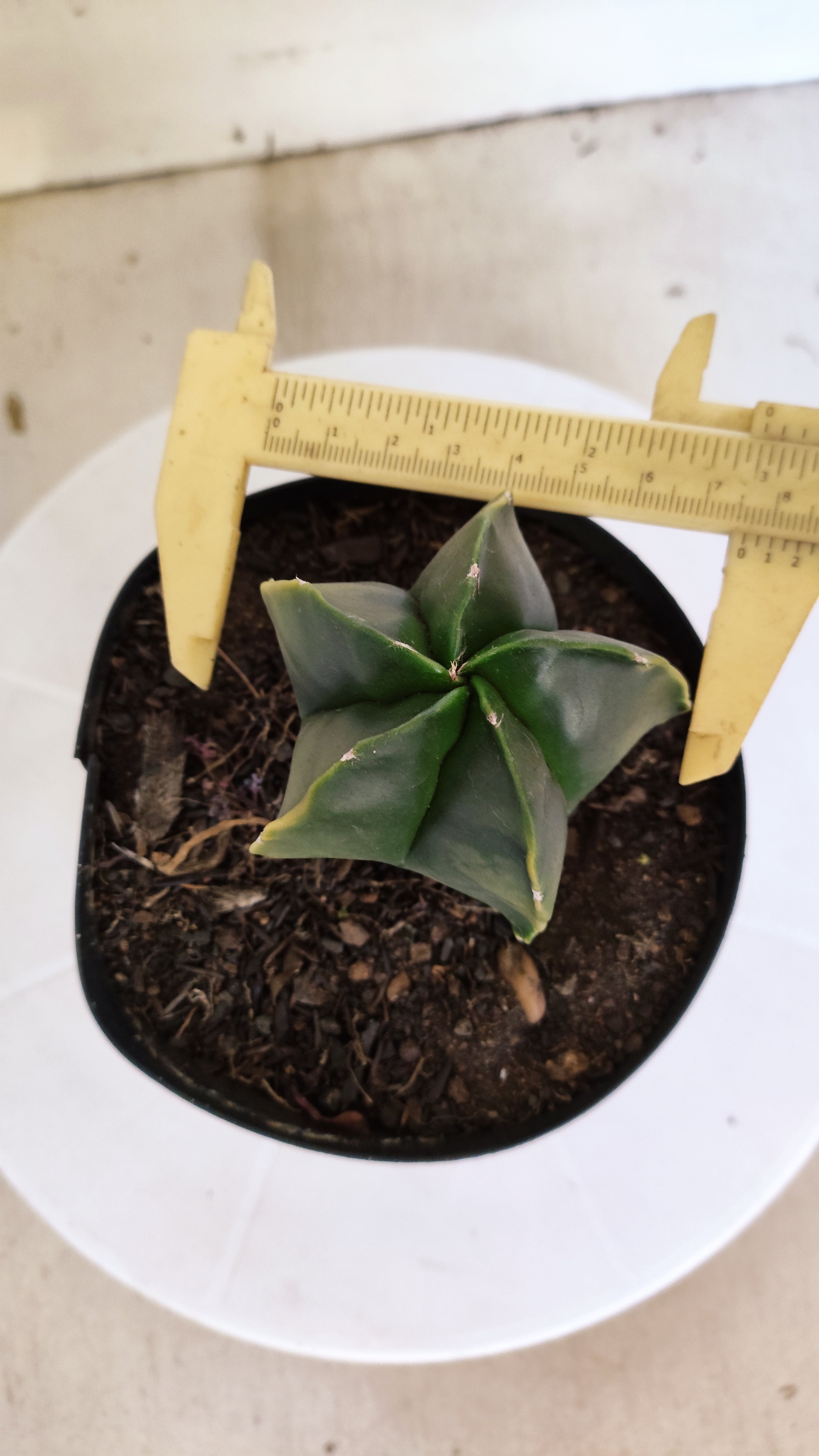 ASTROPHYTUM Myriostigma "Variegata"  Nº 1254 – vaso 15