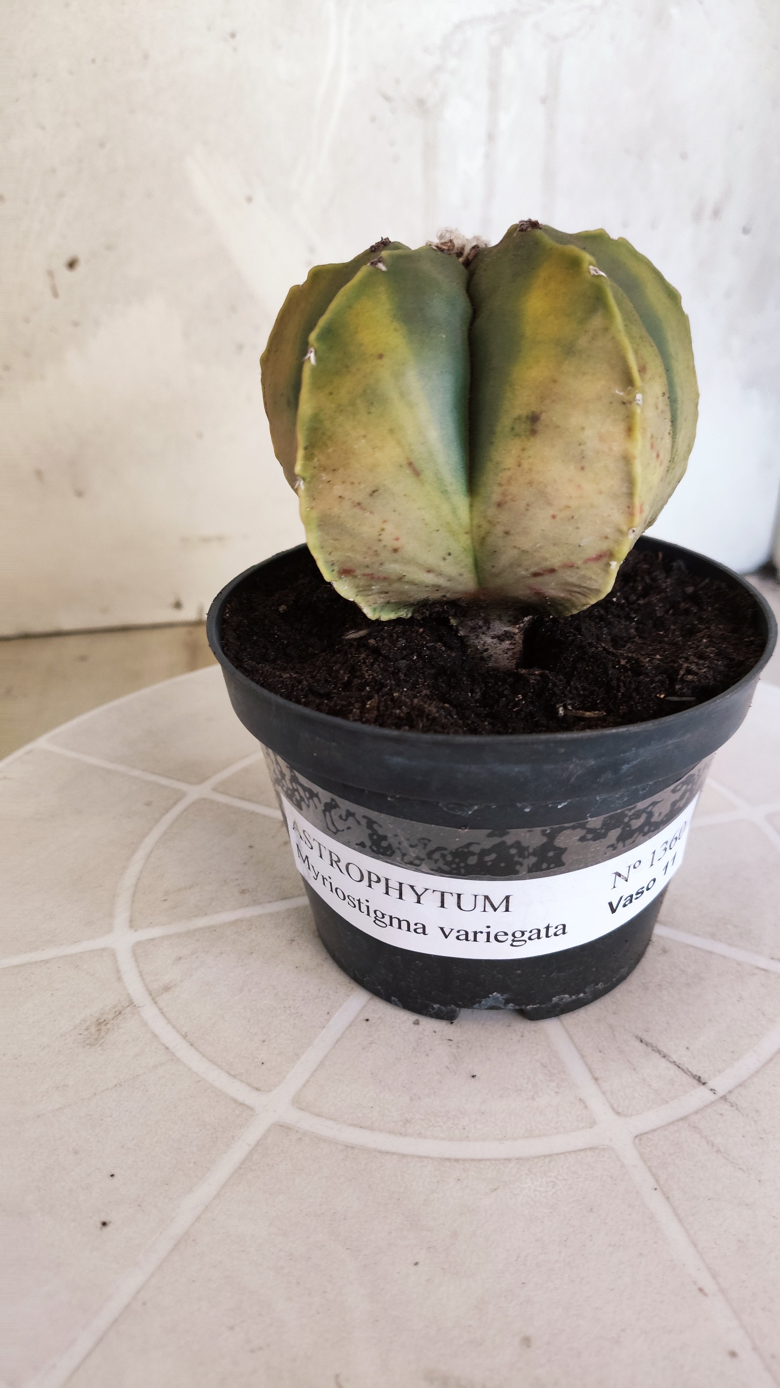 ASTROPHYTUM Myriostigma "Variegata" Nº 1360 – vaso 11
