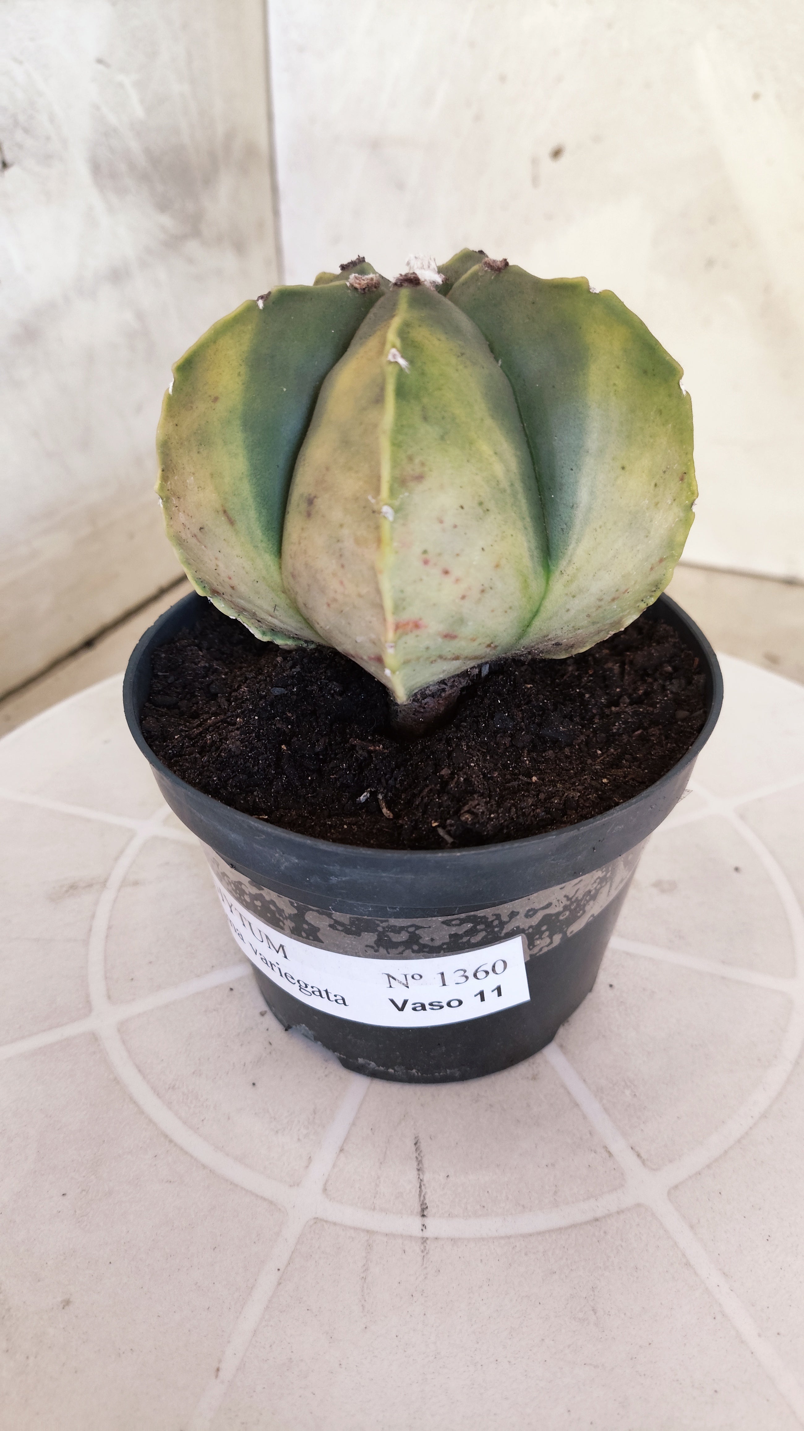 ASTROPHYTUM Myriostigma "Variegata" Nº 1360 – vaso 11