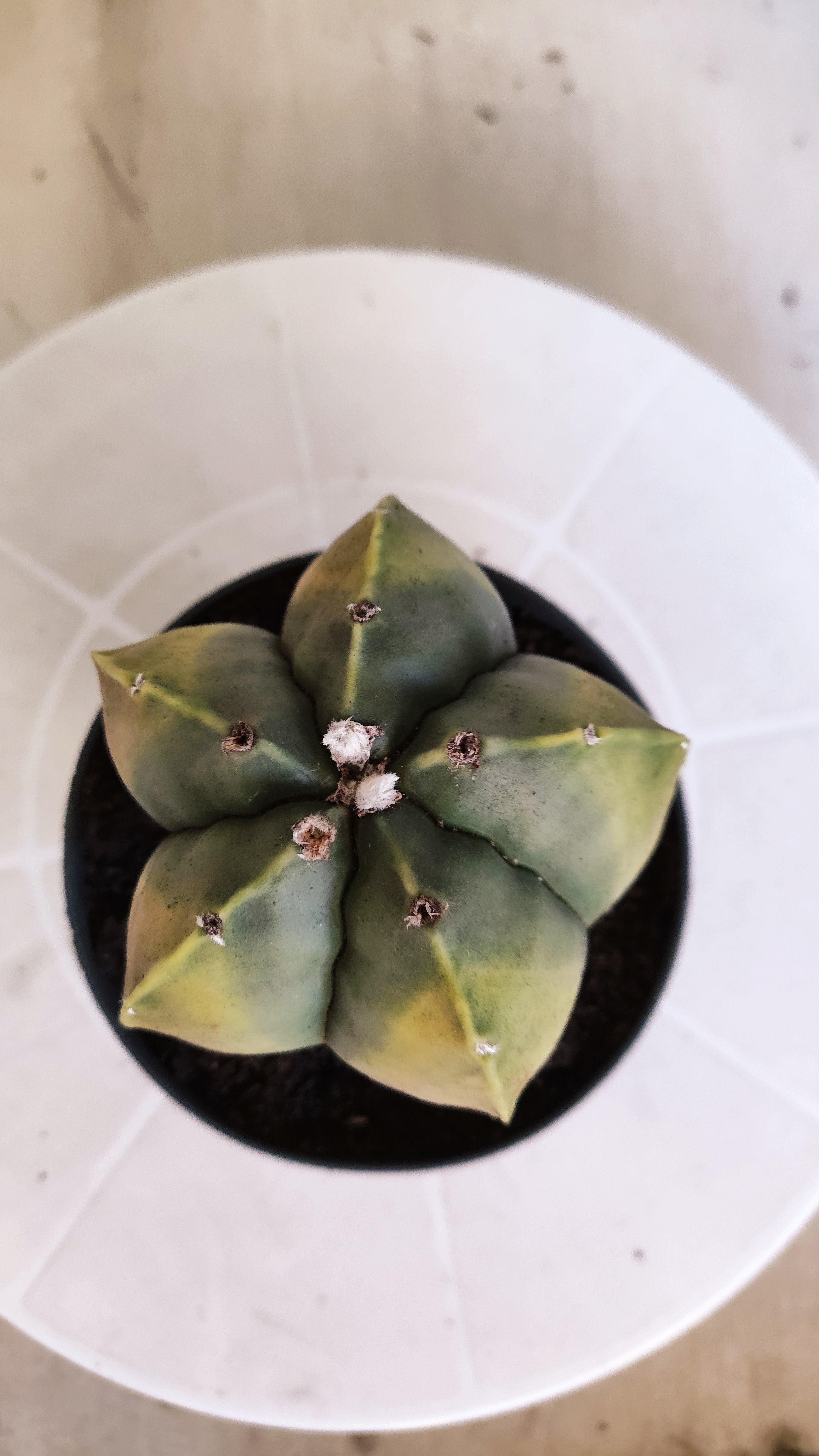 ASTROPHYTUM Myriostigma "Variegata" Nº 1360 – vaso 11