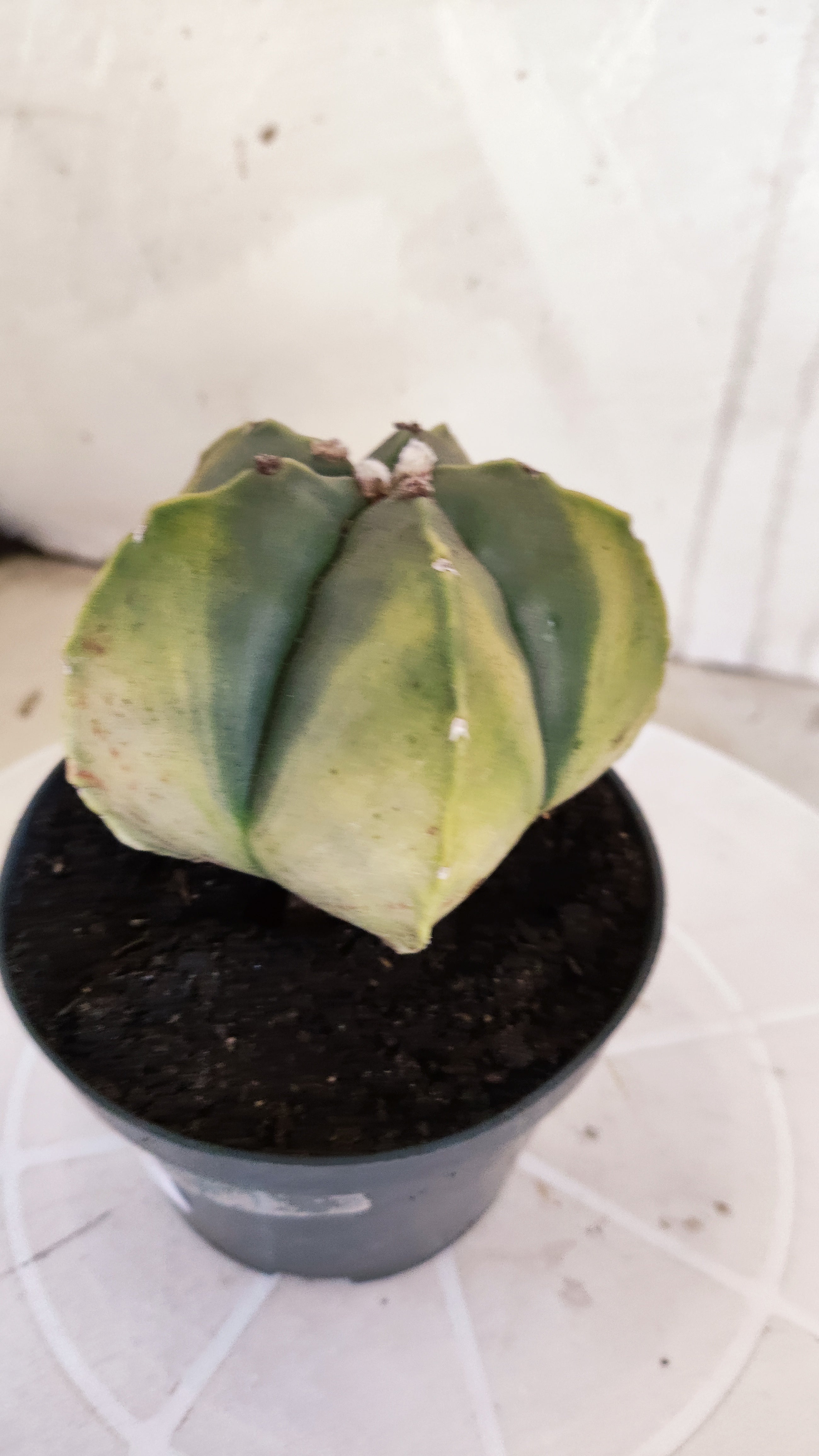 ASTROPHYTUM Myriostigma "Variegata" Nº 1360 – vaso 11