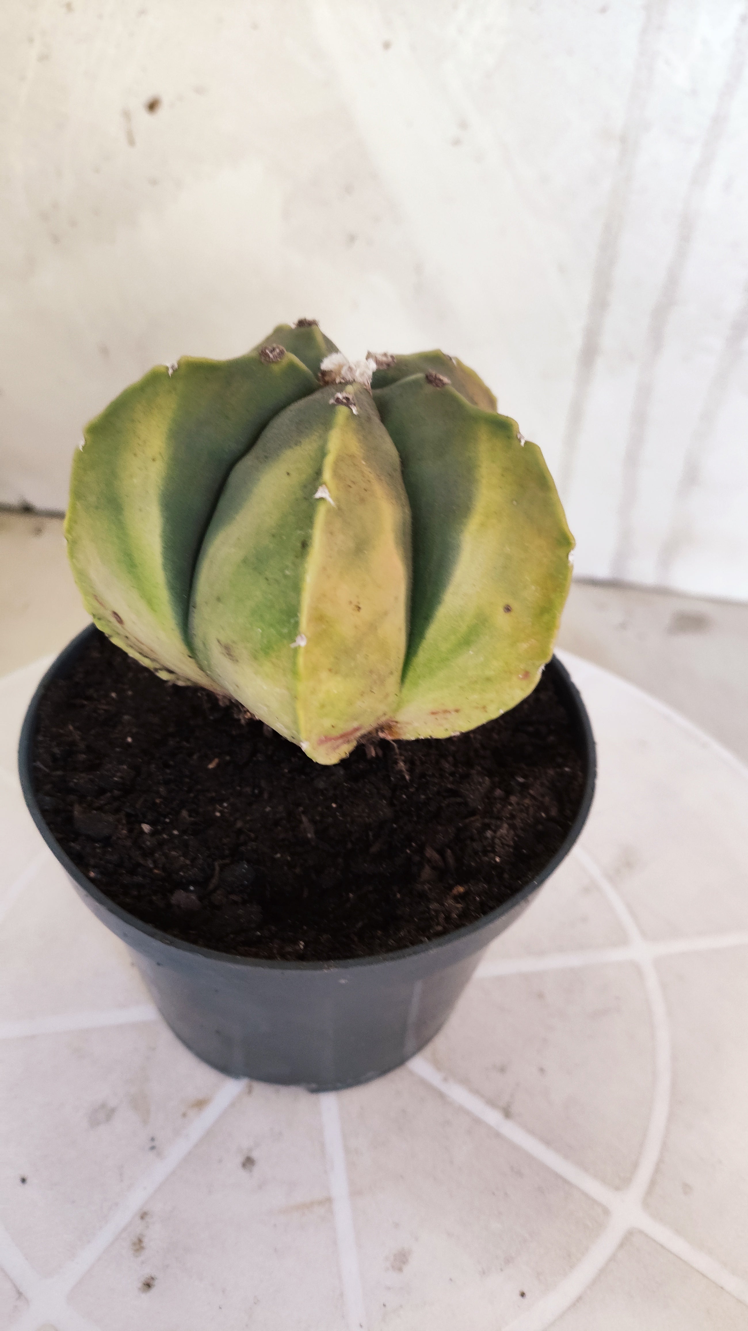 ASTROPHYTUM Myriostigma "Variegata" Nº 1360 – vaso 11