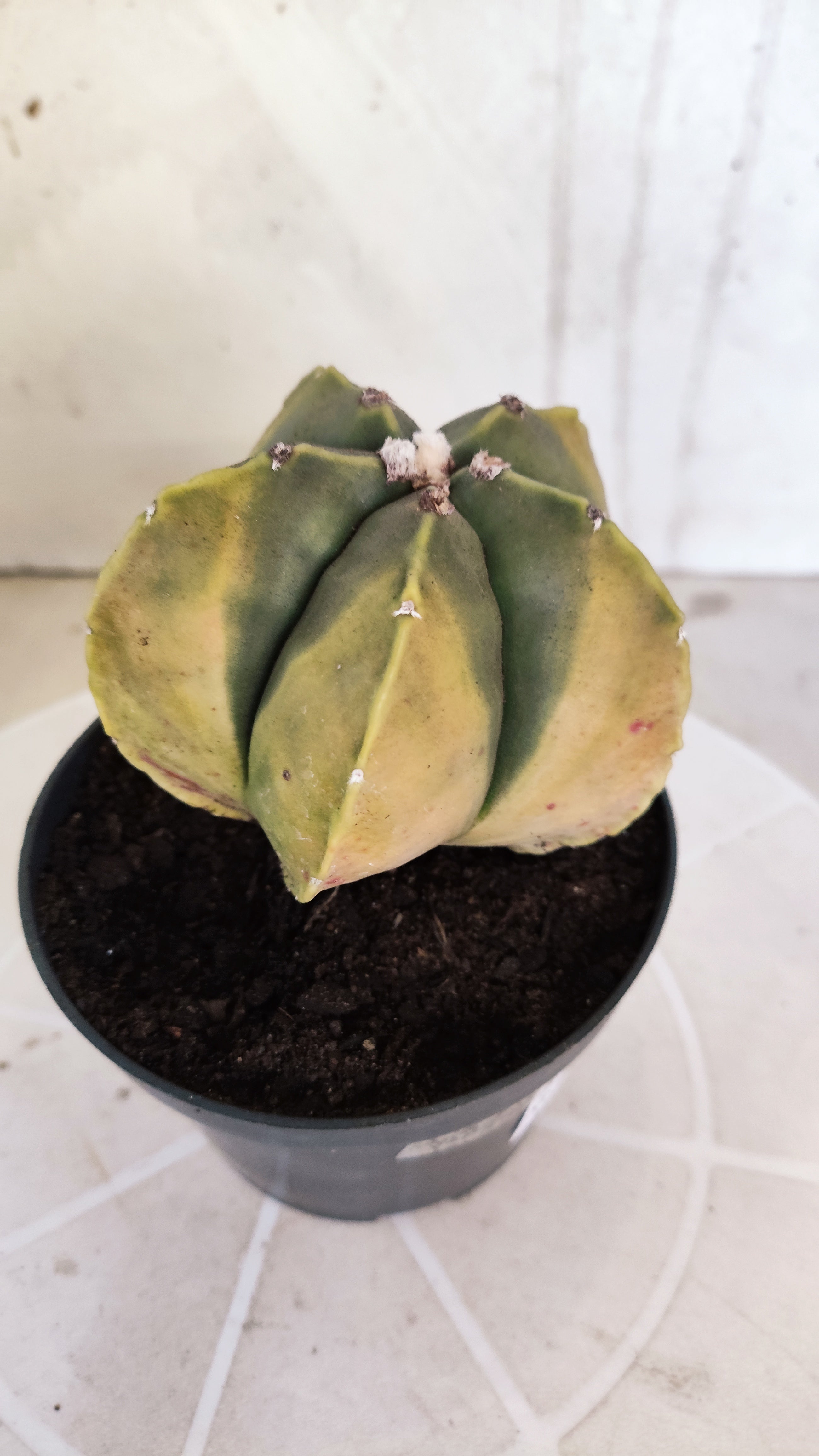 ASTROPHYTUM Myriostigma "Variegata" Nº 1360 – vaso 11