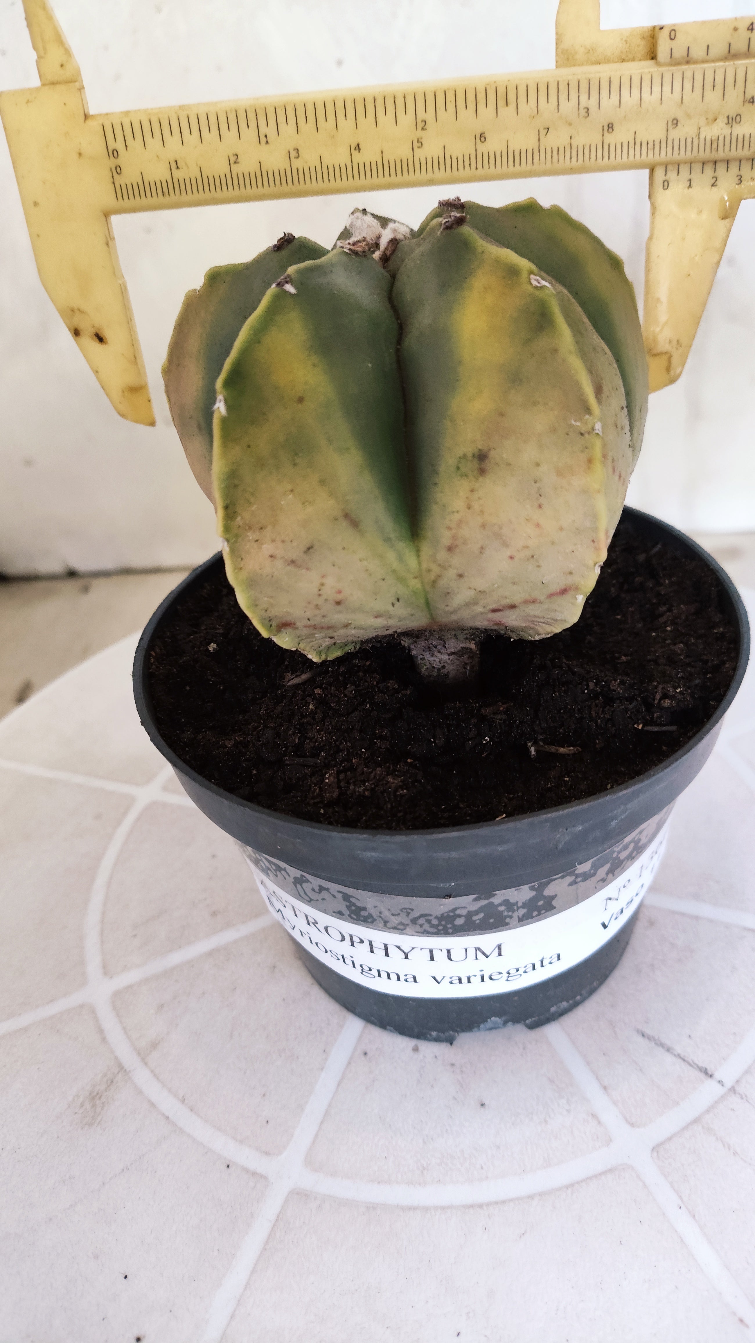 ASTROPHYTUM Myriostigma "Variegata" Nº 1360 – vaso 11