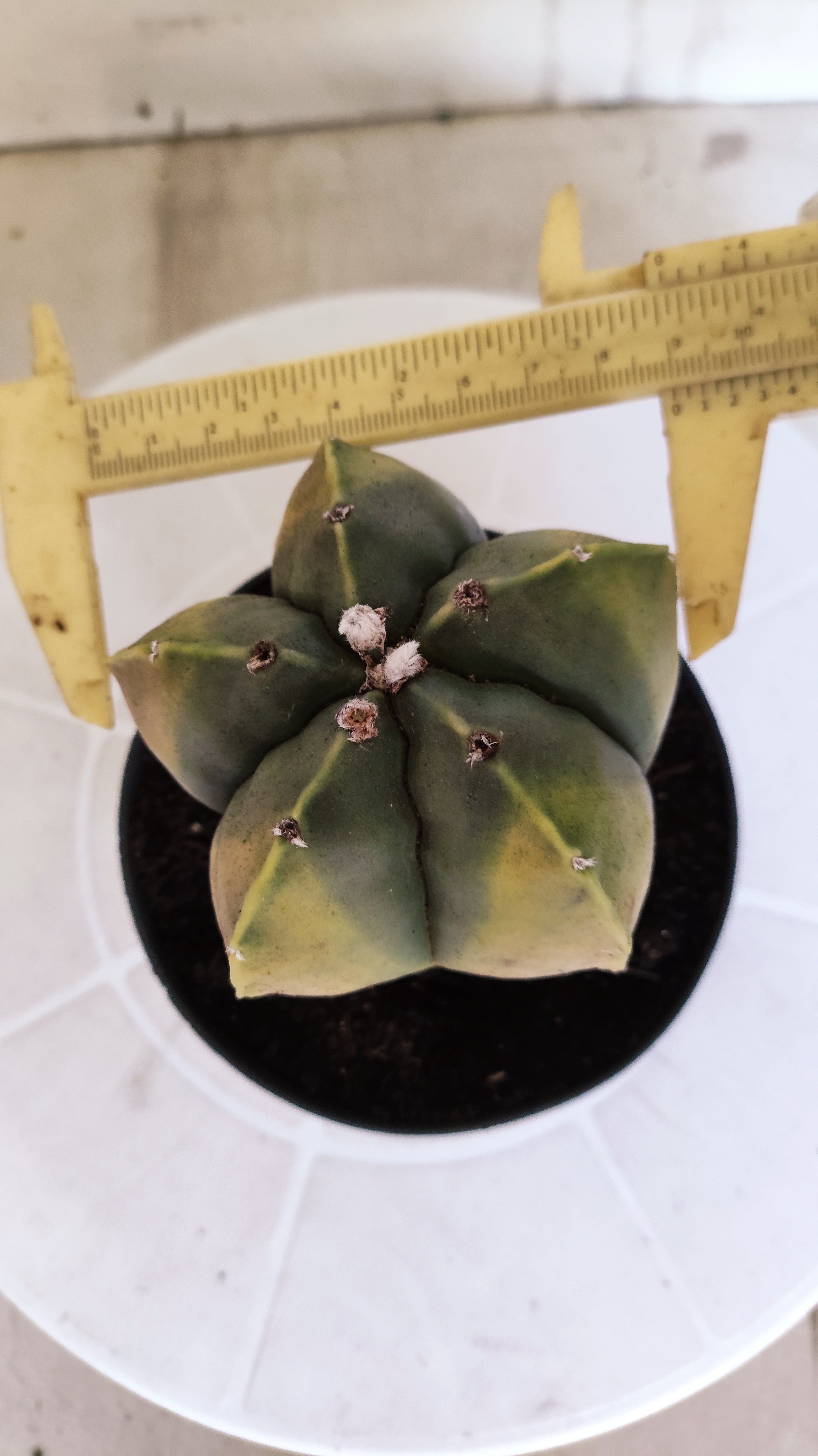ASTROPHYTUM Myriostigma "Variegata" Nº 1360 – vaso 11