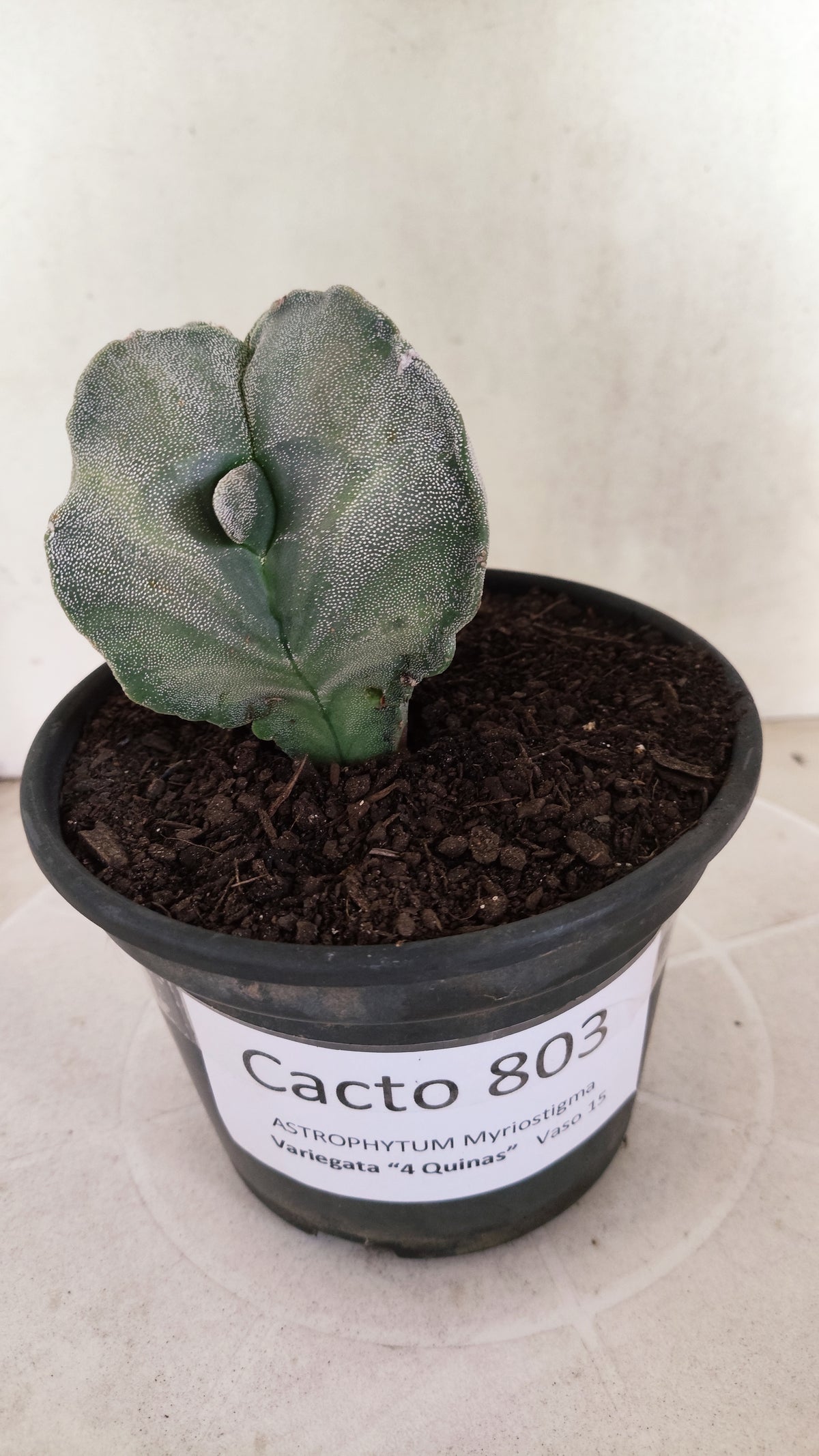 Matriz ASTROPHYTUM Myriostigma Variegata "4 Quinas" Nº 803 – vaso 15