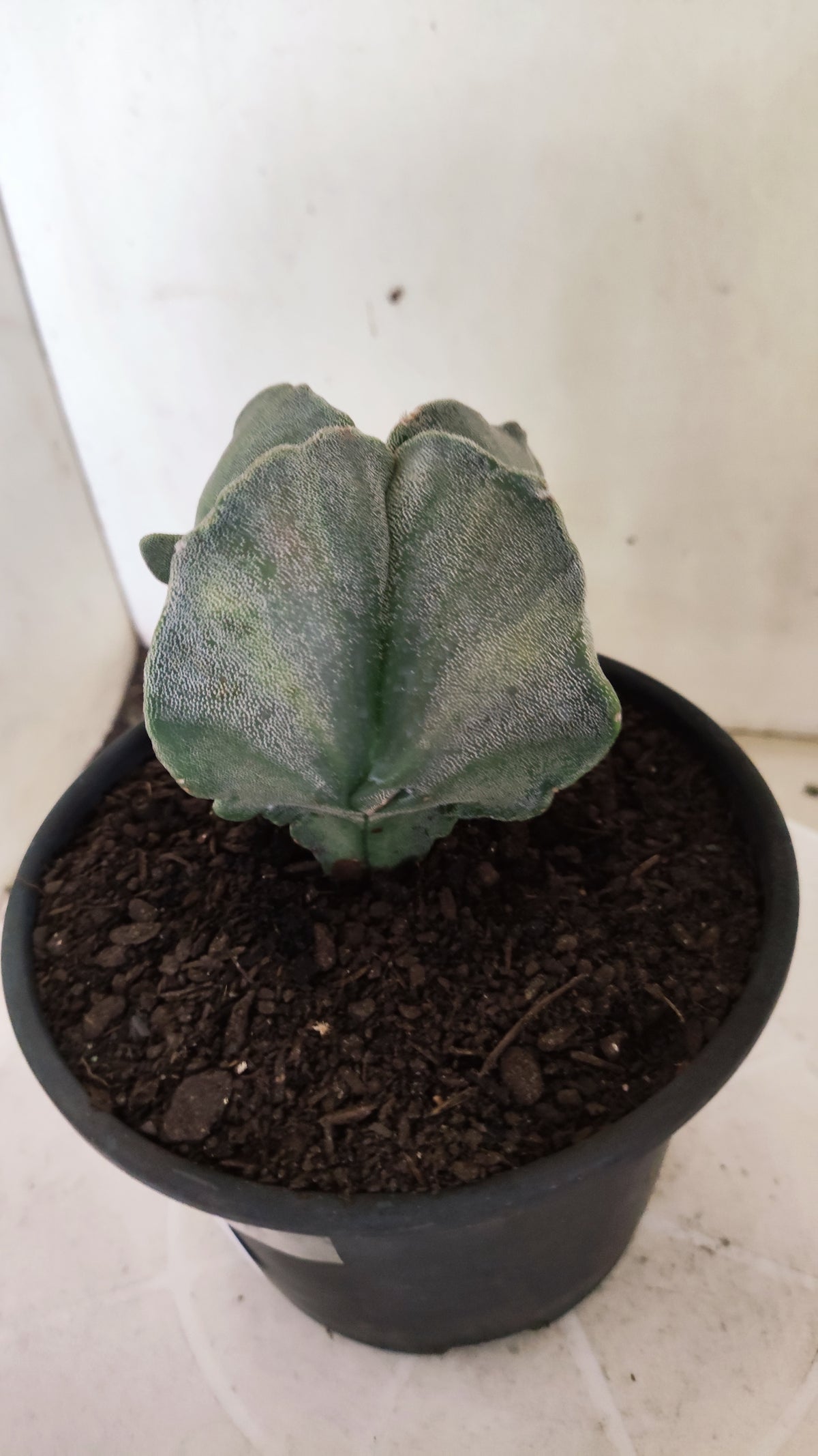 Matriz ASTROPHYTUM Myriostigma Variegata "4 Quinas" Nº 803 – vaso 15
