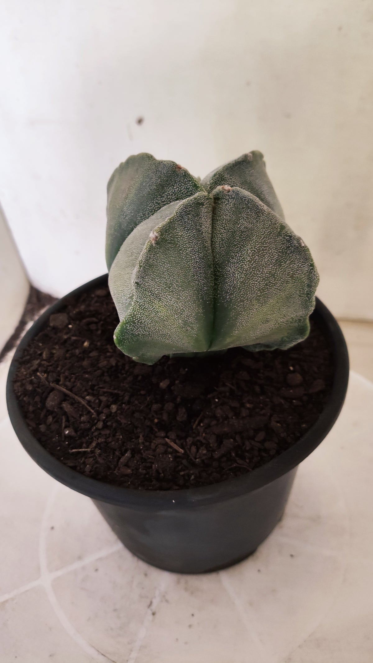 Matriz ASTROPHYTUM Myriostigma Variegata "4 Quinas" Nº 803 – vaso 15