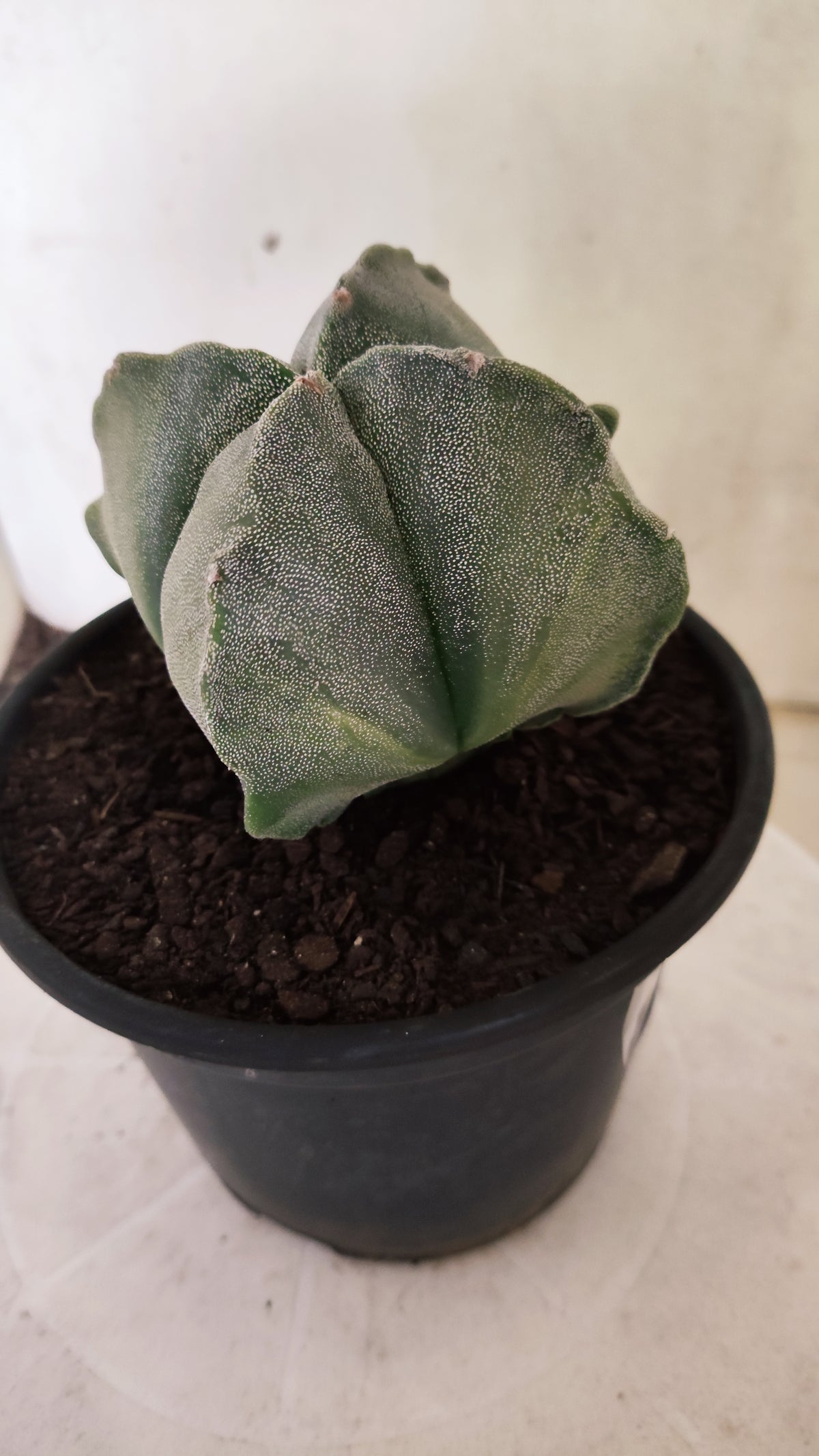 Matriz ASTROPHYTUM Myriostigma Variegata "4 Quinas" Nº 803 – vaso 15