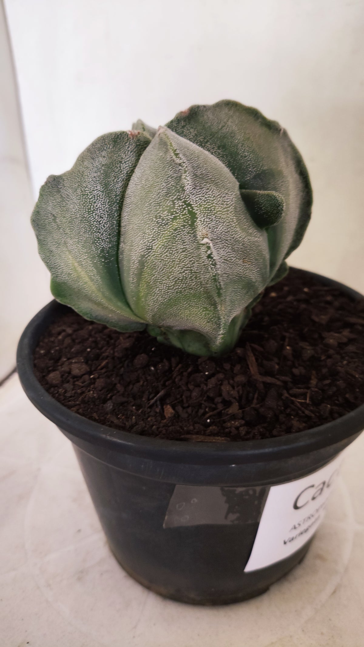 Matriz ASTROPHYTUM Myriostigma Variegata "4 Quinas" Nº 803 – vaso 15