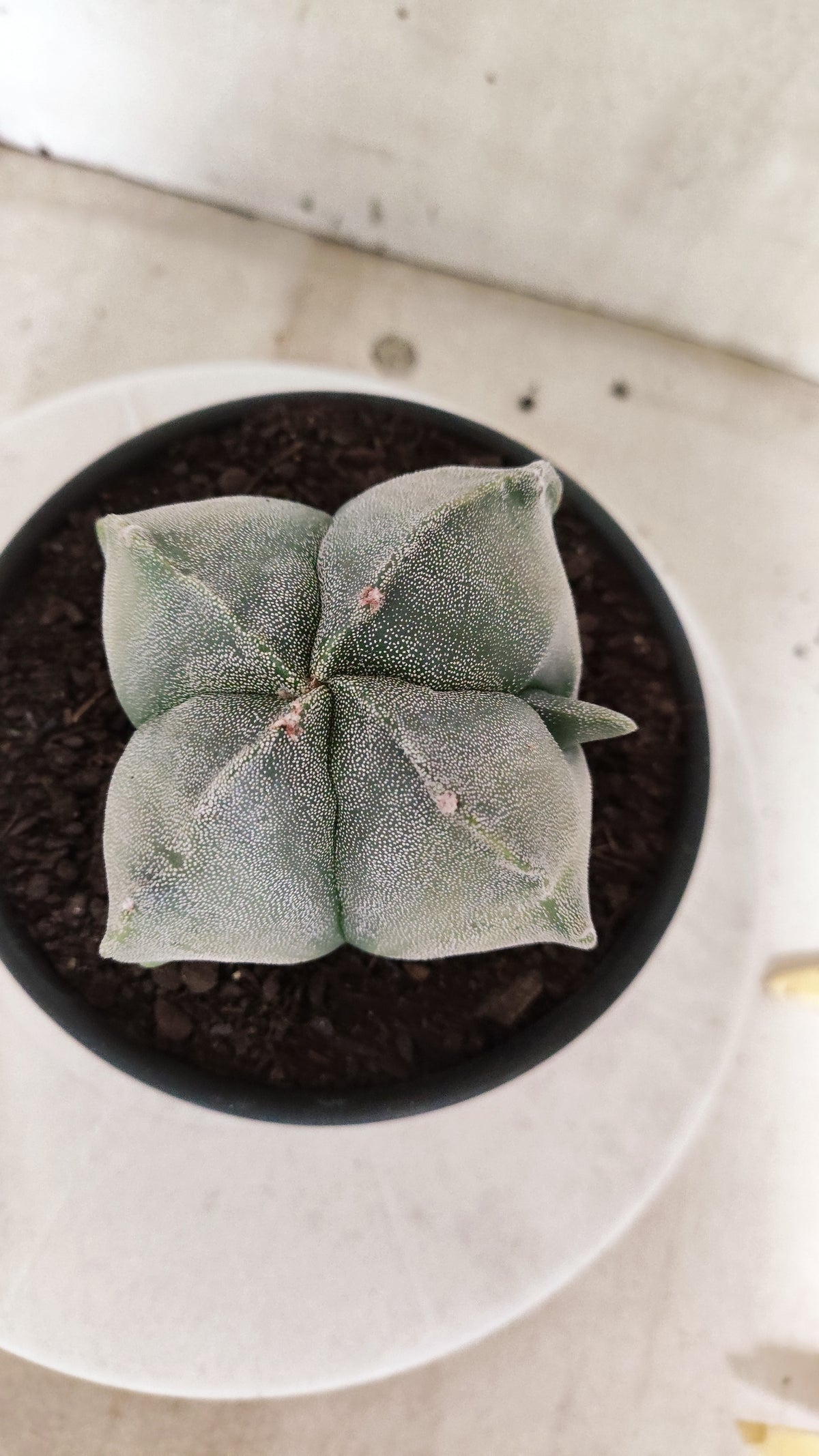 Matriz ASTROPHYTUM Myriostigma Variegata "4 Quinas" Nº 803 – vaso 15