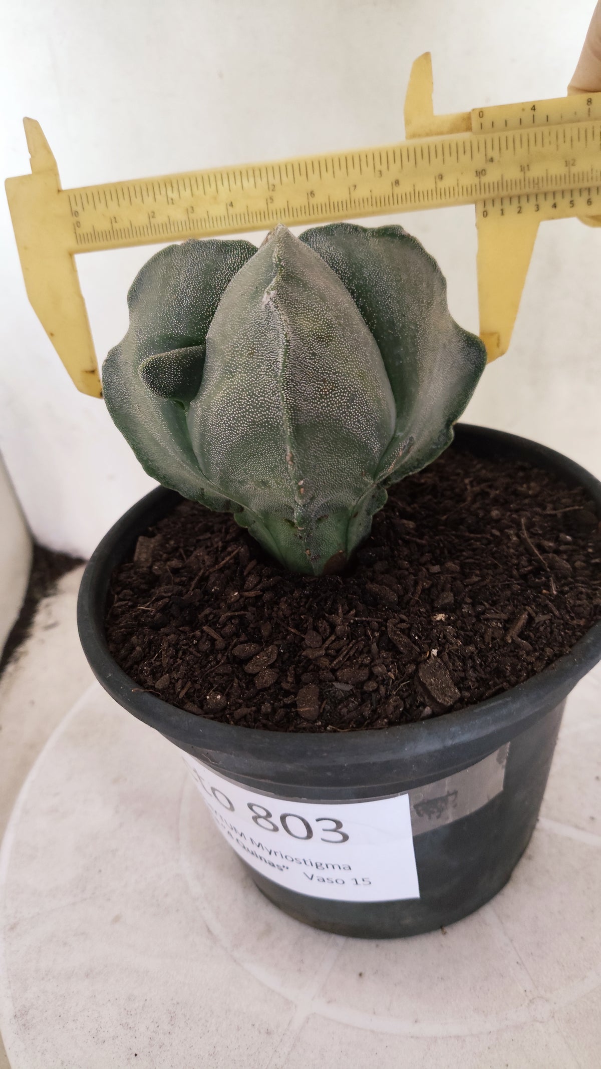 Matriz ASTROPHYTUM Myriostigma Variegata "4 Quinas" Nº 803 – vaso 15