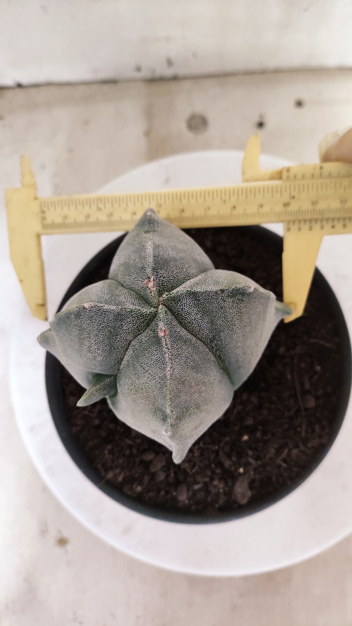 Matriz ASTROPHYTUM Myriostigma Variegata "4 Quinas" Nº 803 – vaso 15