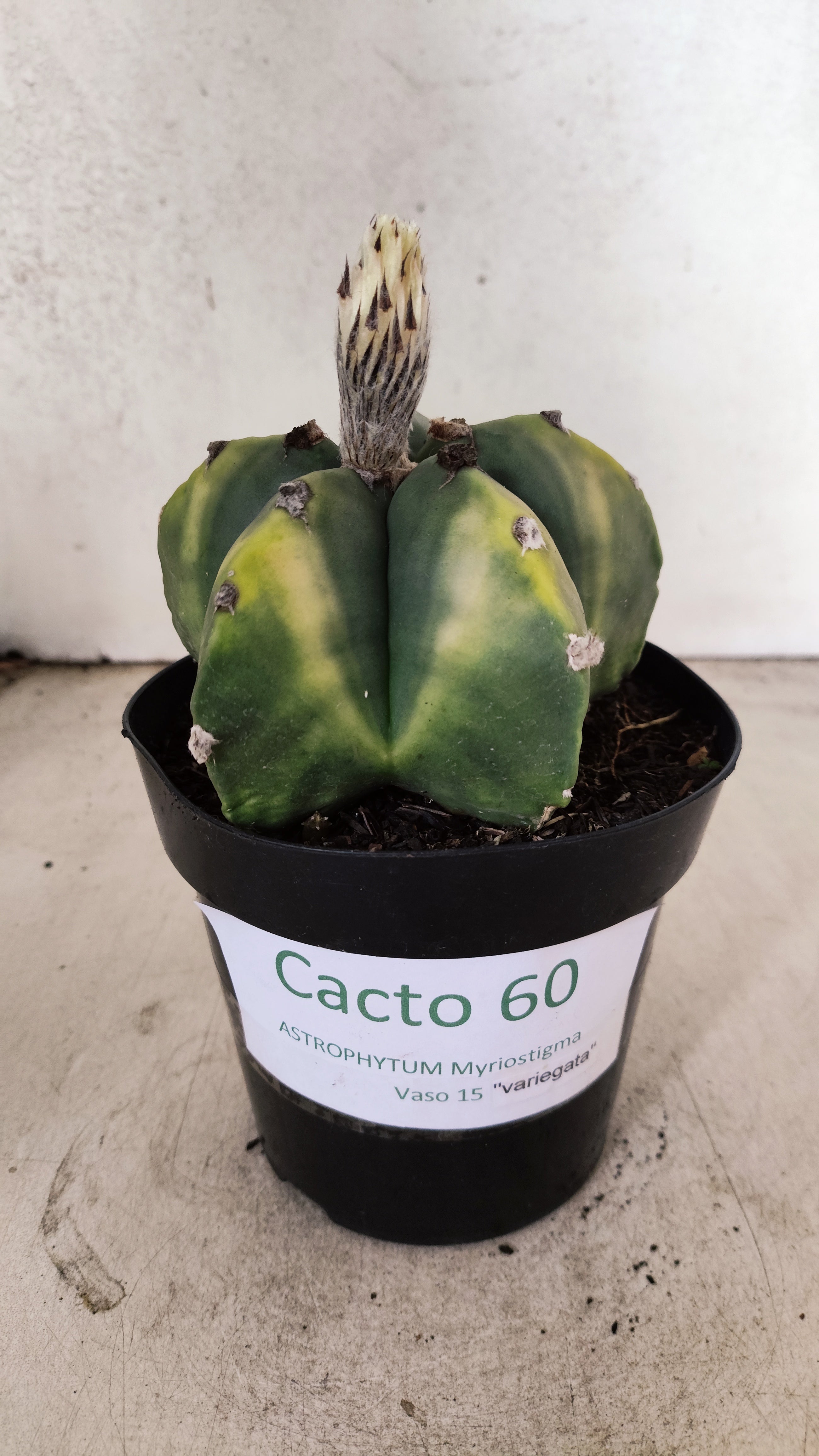 ASTROPHYTUM MYRIOSTIGMA "Variegata"  Nº 60 – vaso 15