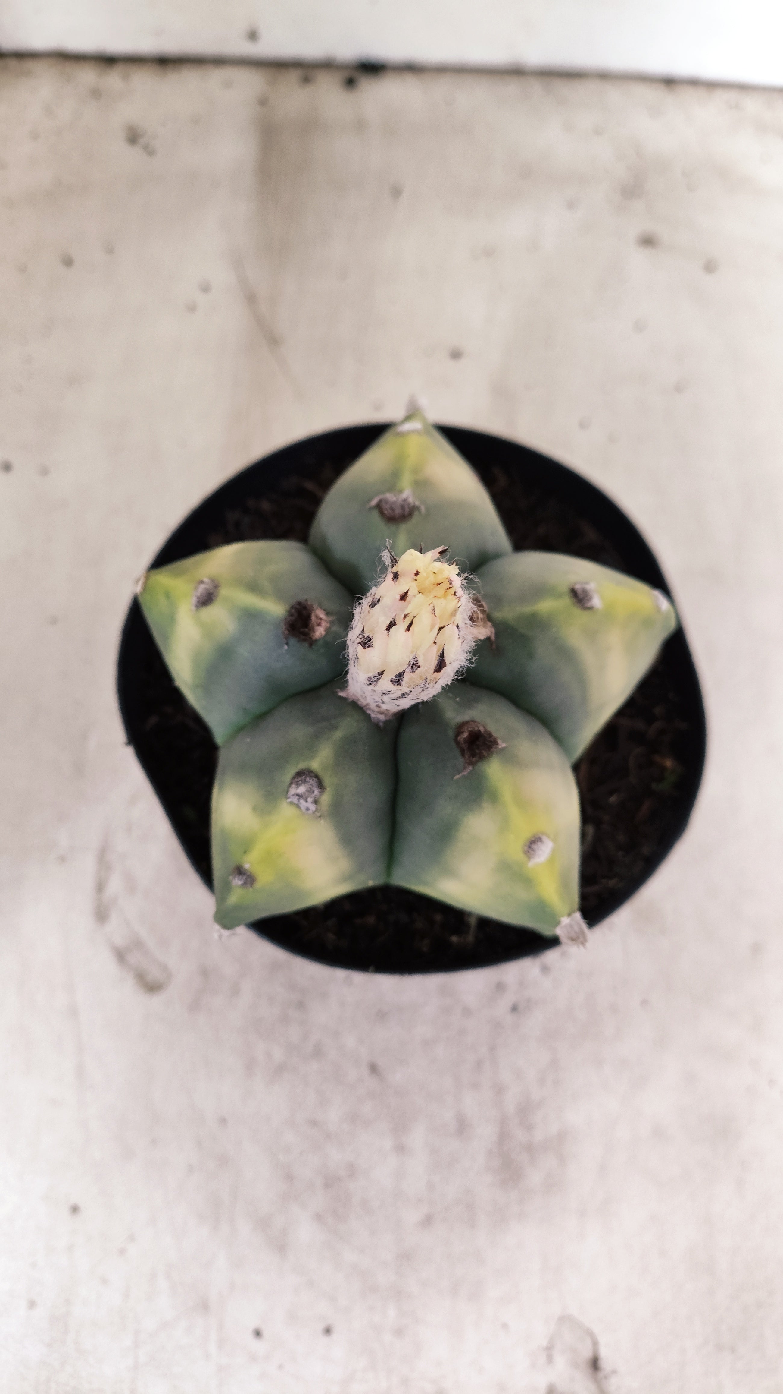 ASTROPHYTUM MYRIOSTIGMA "Variegata"  Nº 60 – vaso 15