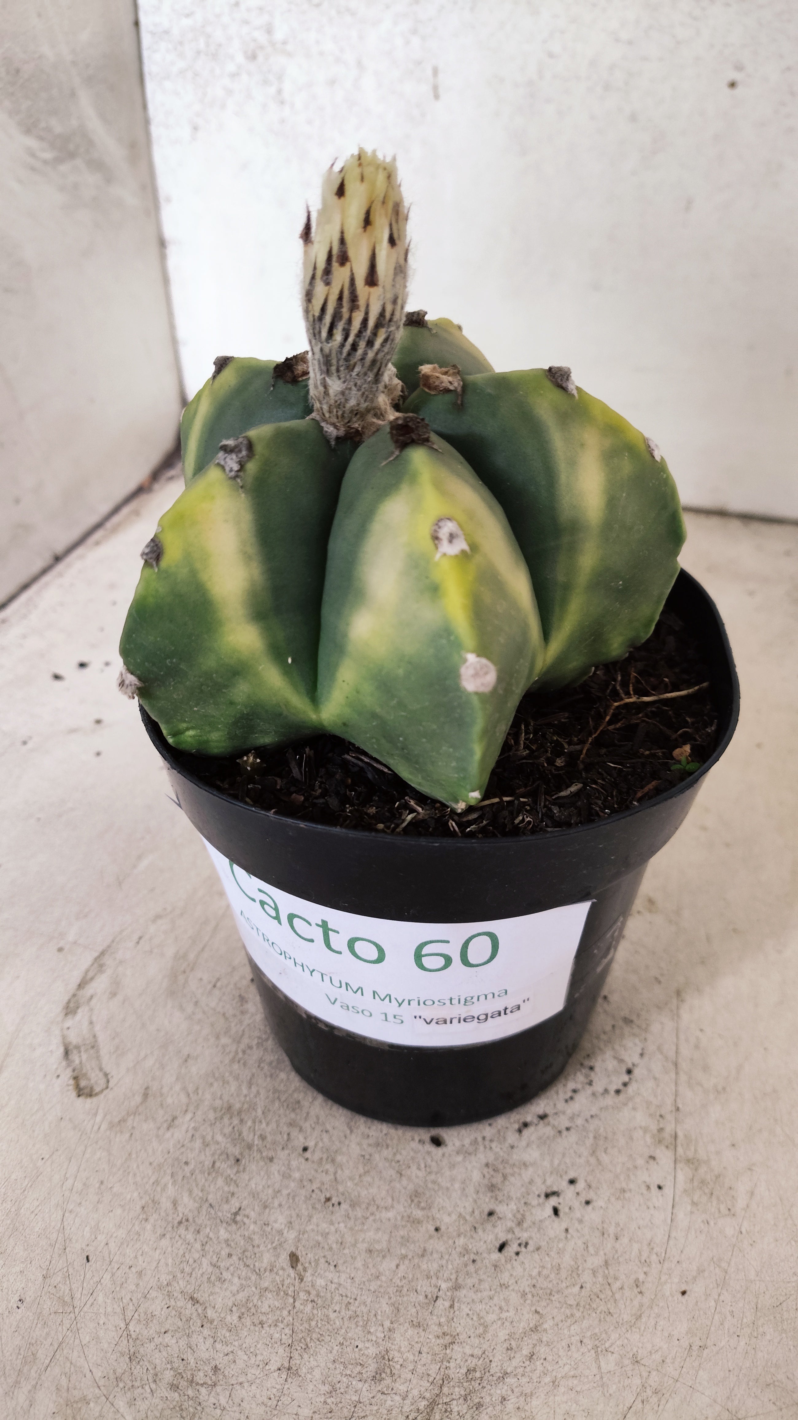 ASTROPHYTUM MYRIOSTIGMA "Variegata"  Nº 60 – vaso 15