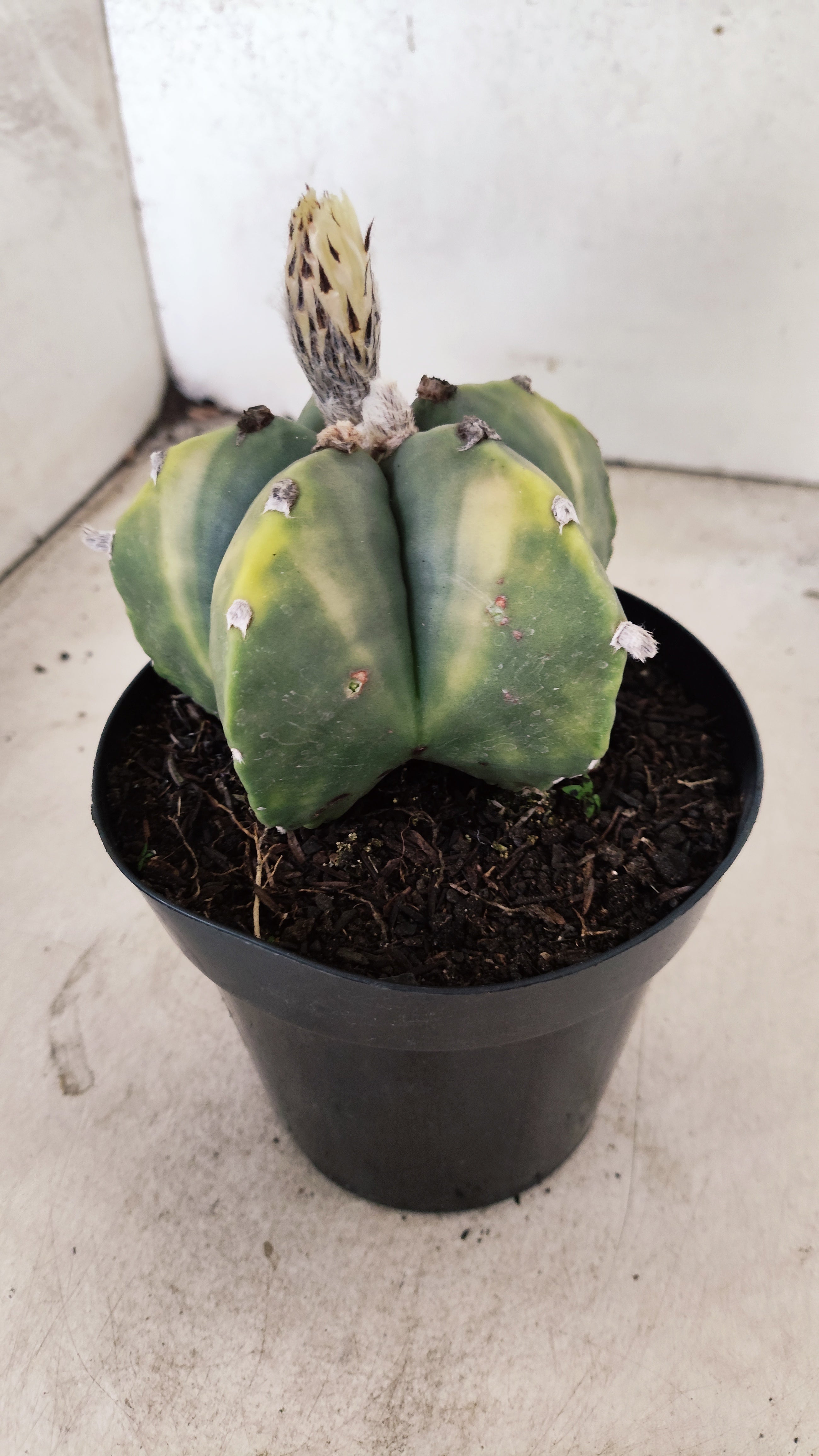 ASTROPHYTUM MYRIOSTIGMA "Variegata"  Nº 60 – vaso 15