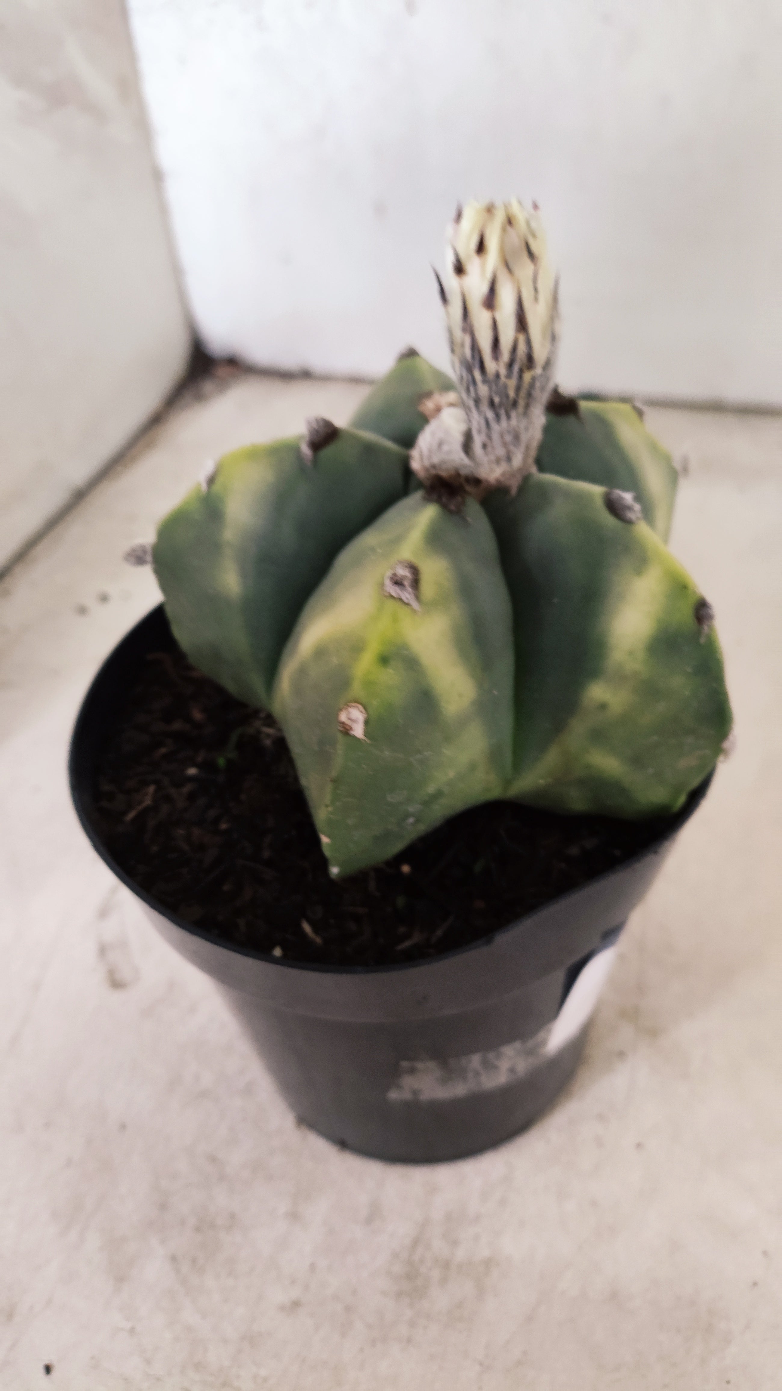 ASTROPHYTUM MYRIOSTIGMA "Variegata"  Nº 60 – vaso 15