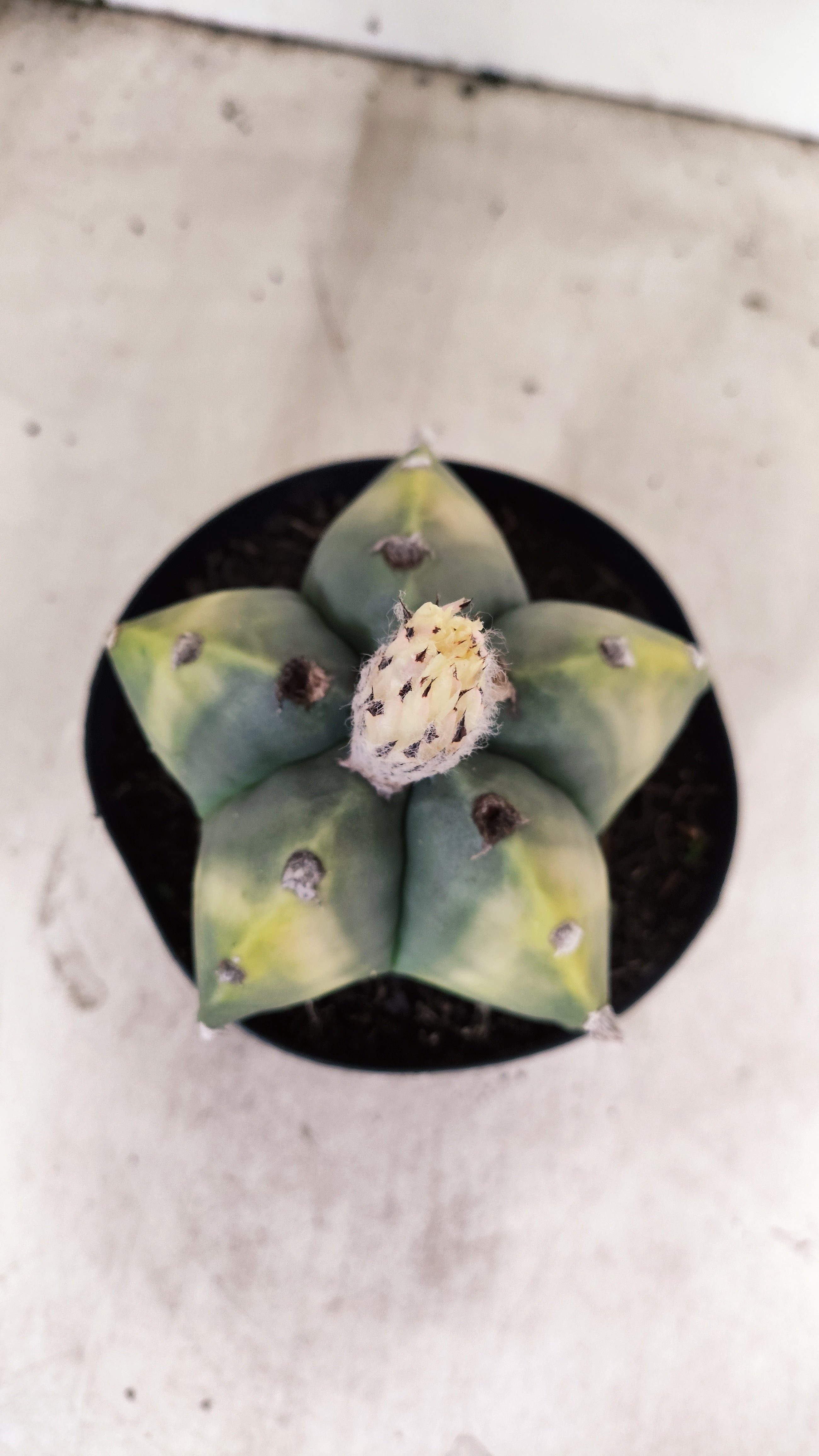 ASTROPHYTUM MYRIOSTIGMA "Variegata"  Nº 60 – vaso 15