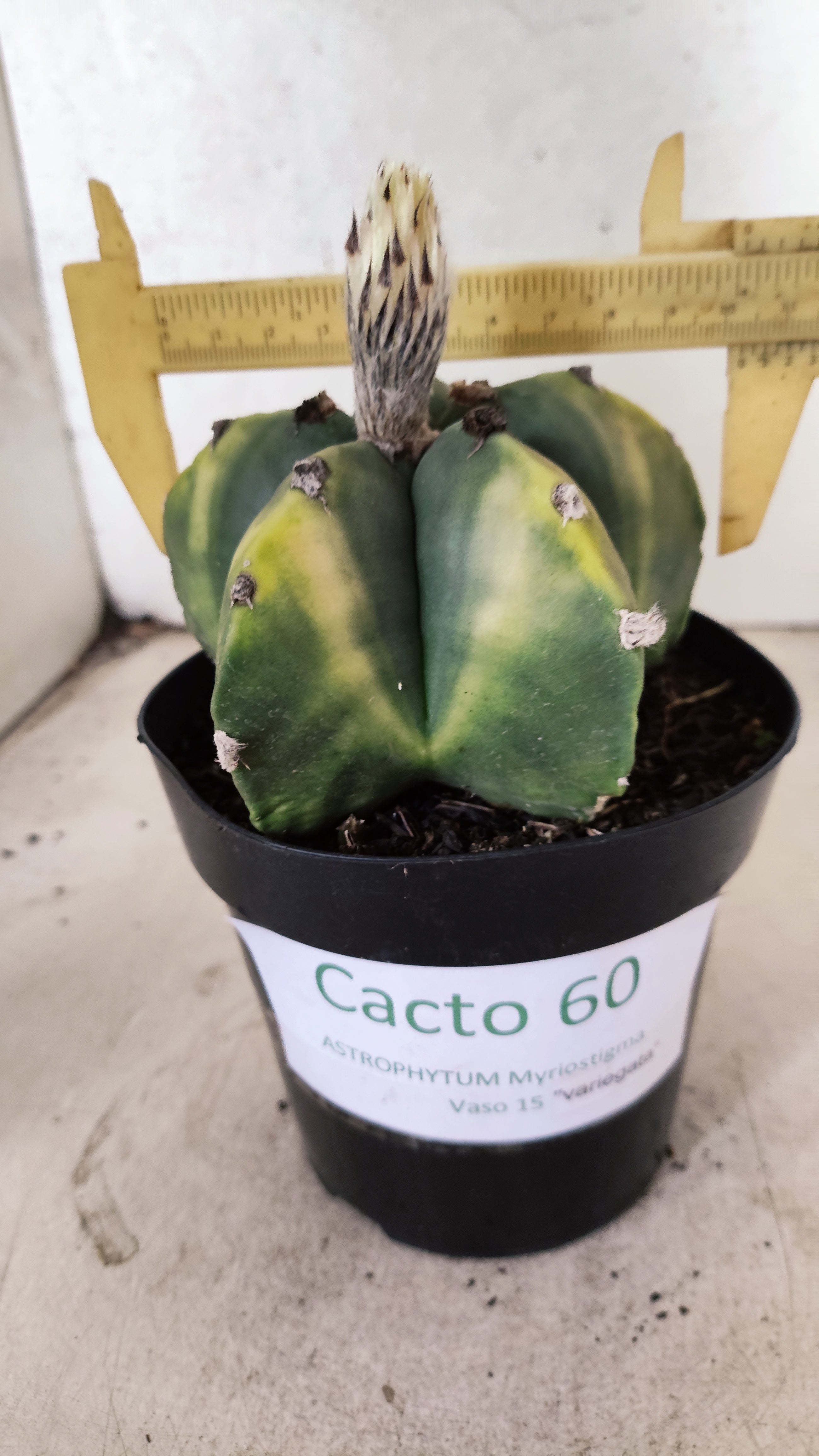 ASTROPHYTUM MYRIOSTIGMA "Variegata"  Nº 60 – vaso 15
