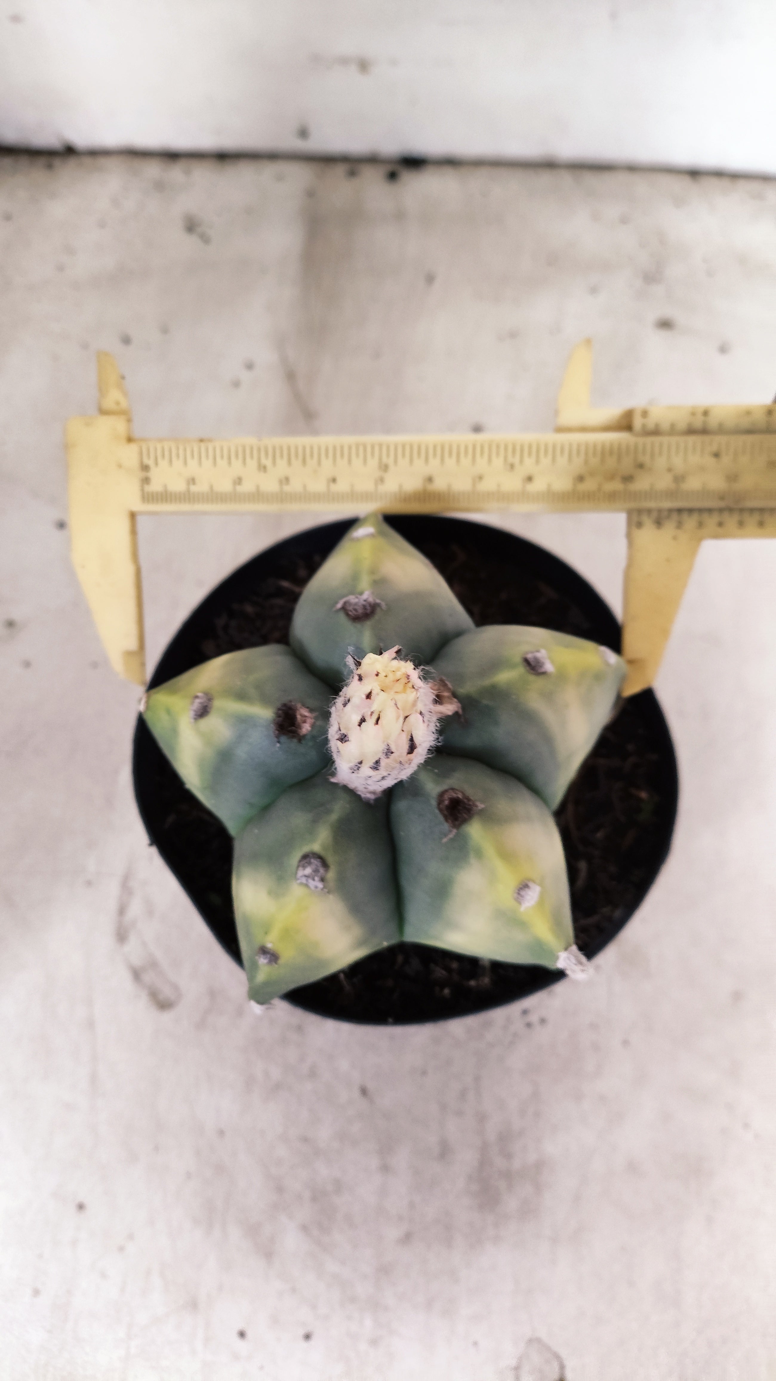 ASTROPHYTUM MYRIOSTIGMA "Variegata"  Nº 60 – vaso 15