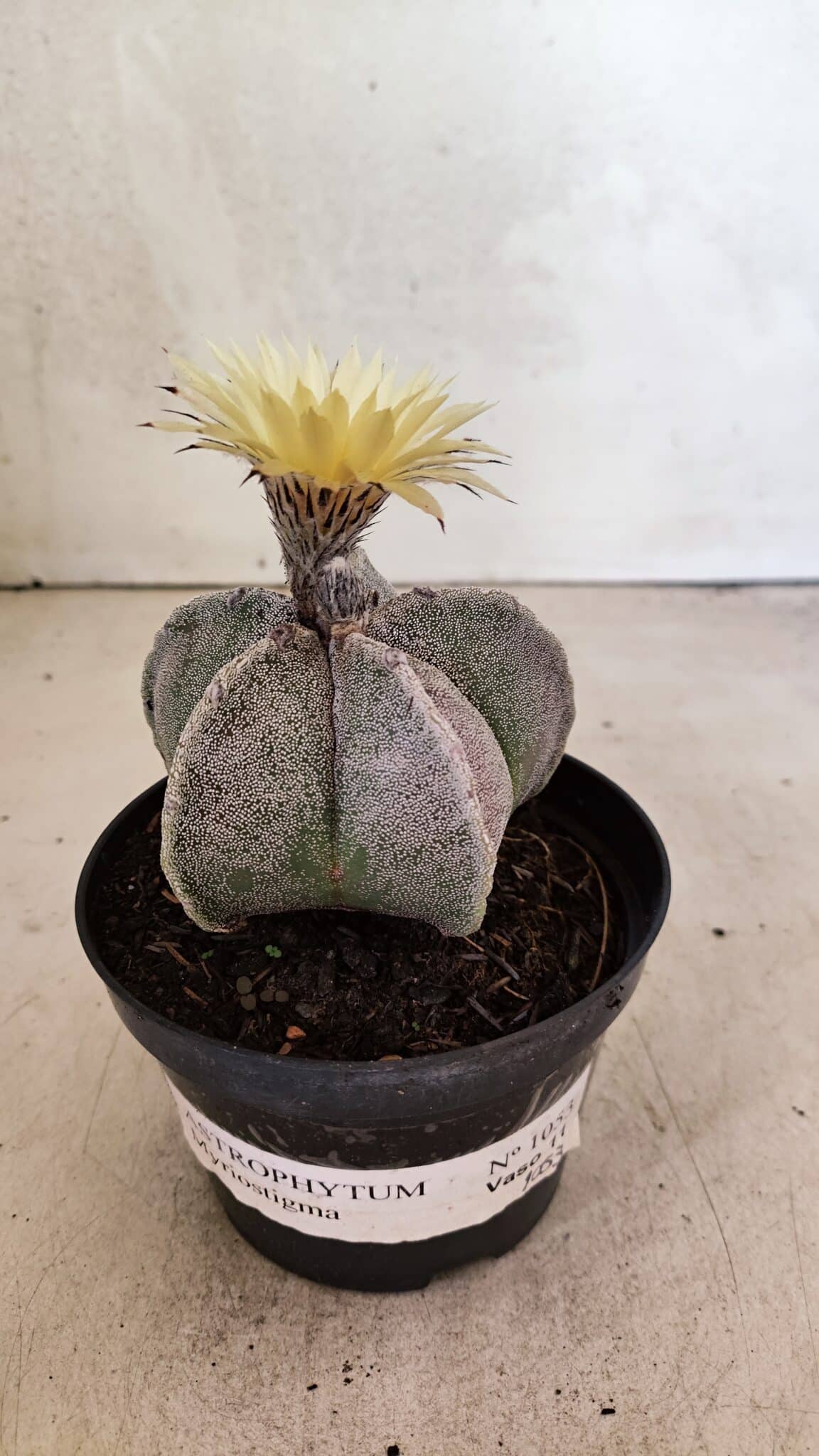 ASTROPHYTUM MYRIOSTIGMA Nº 1053 – vaso 11 - foto 2