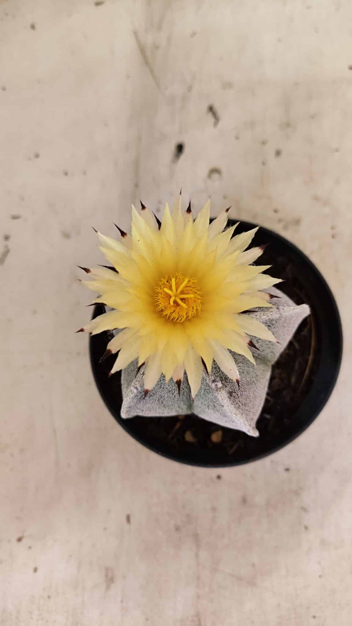ASTROPHYTUM MYRIOSTIGMA Nº 1053 – vaso 11 - foto 3
