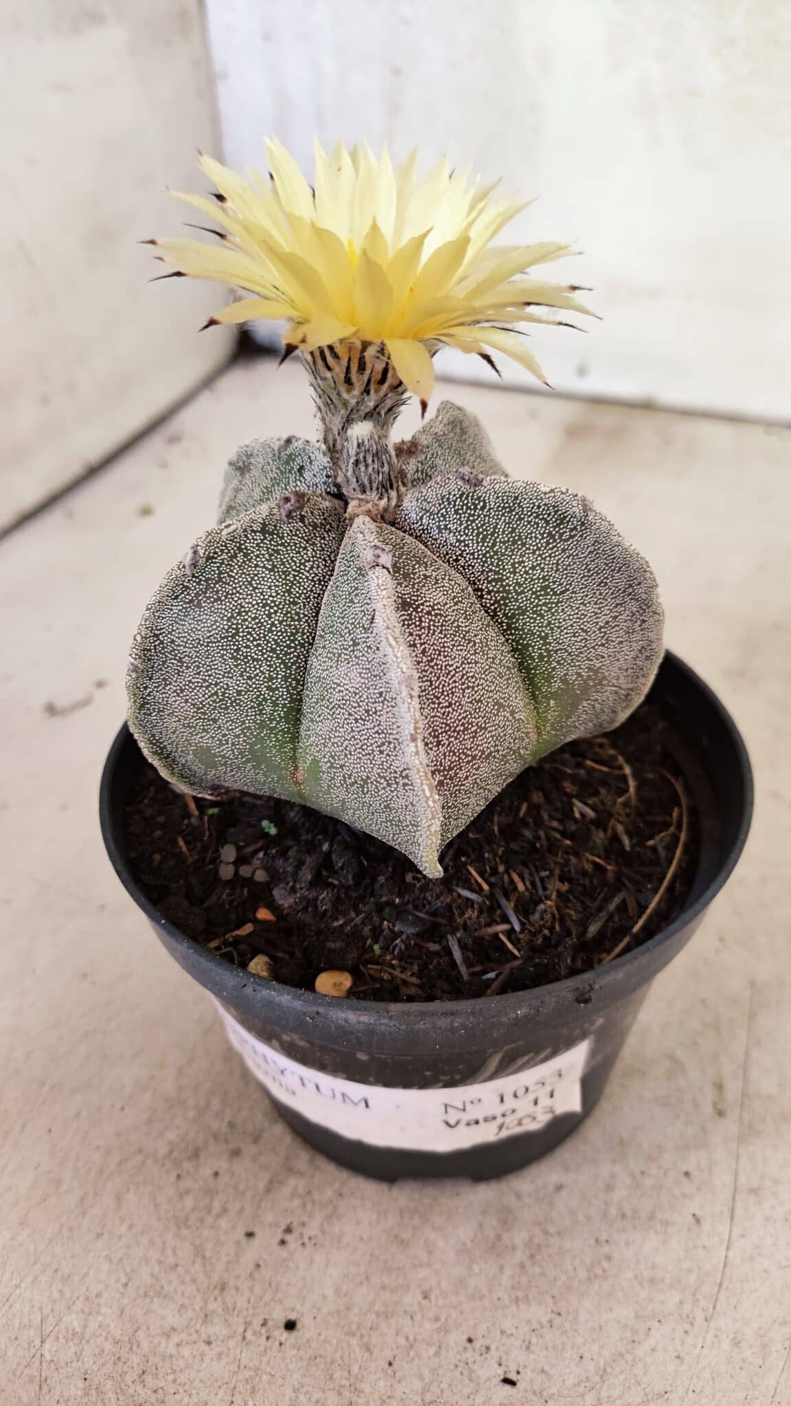 ASTROPHYTUM MYRIOSTIGMA Nº 1053 – vaso 11 - foto 8