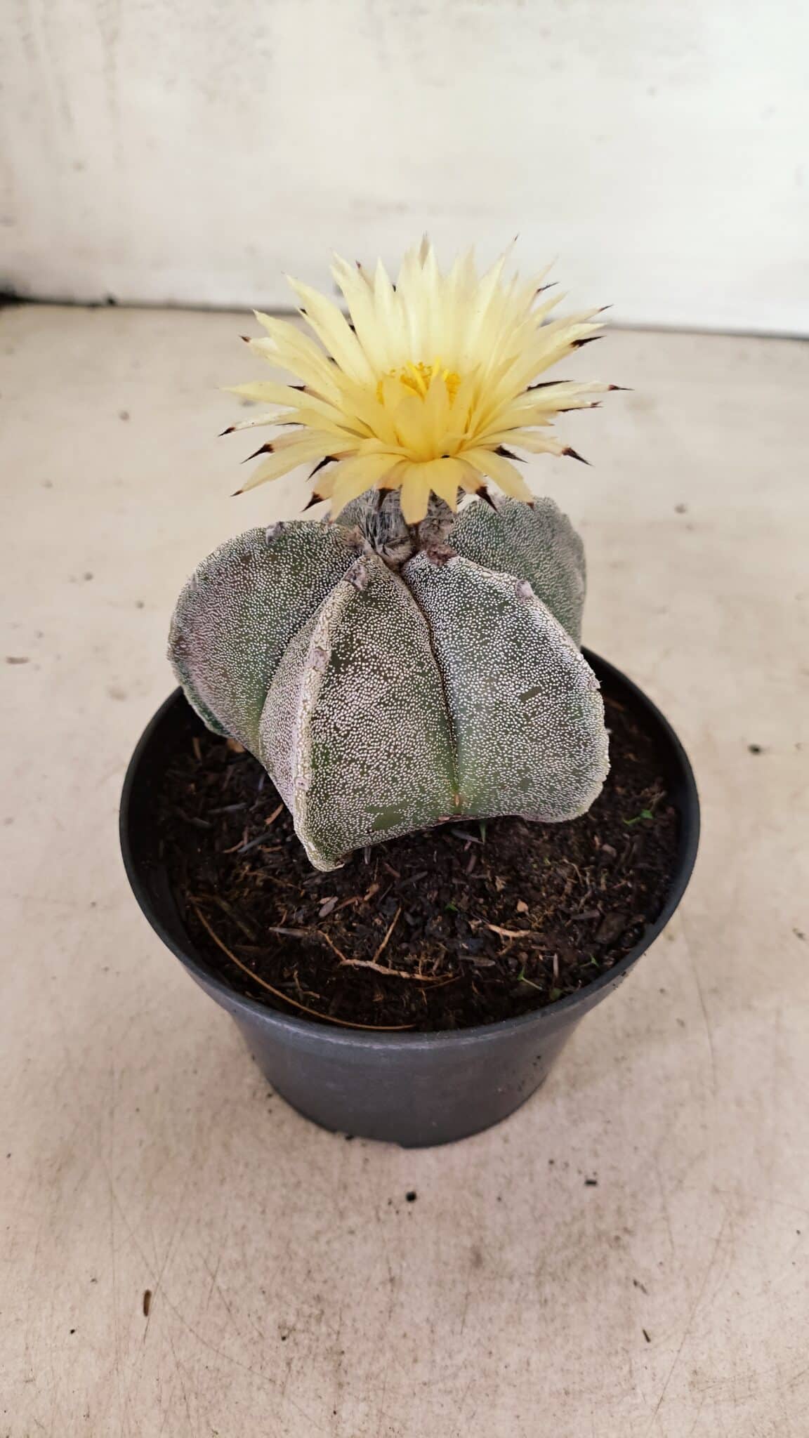 ASTROPHYTUM MYRIOSTIGMA Nº 1053 – vaso 11 - foto 7