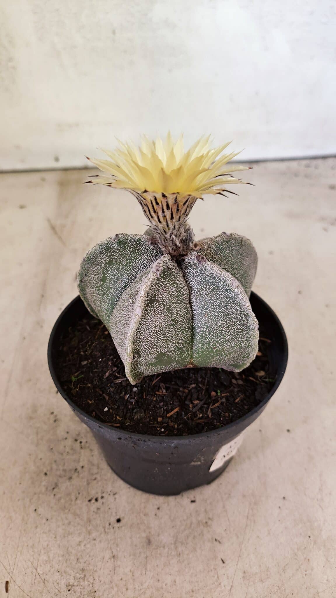 ASTROPHYTUM MYRIOSTIGMA Nº 1053 – vaso 11 - foto 6