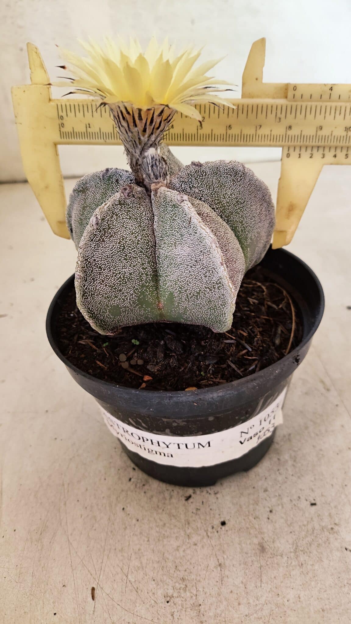 ASTROPHYTUM MYRIOSTIGMA Nº 1053 – vaso 11 - foto 4