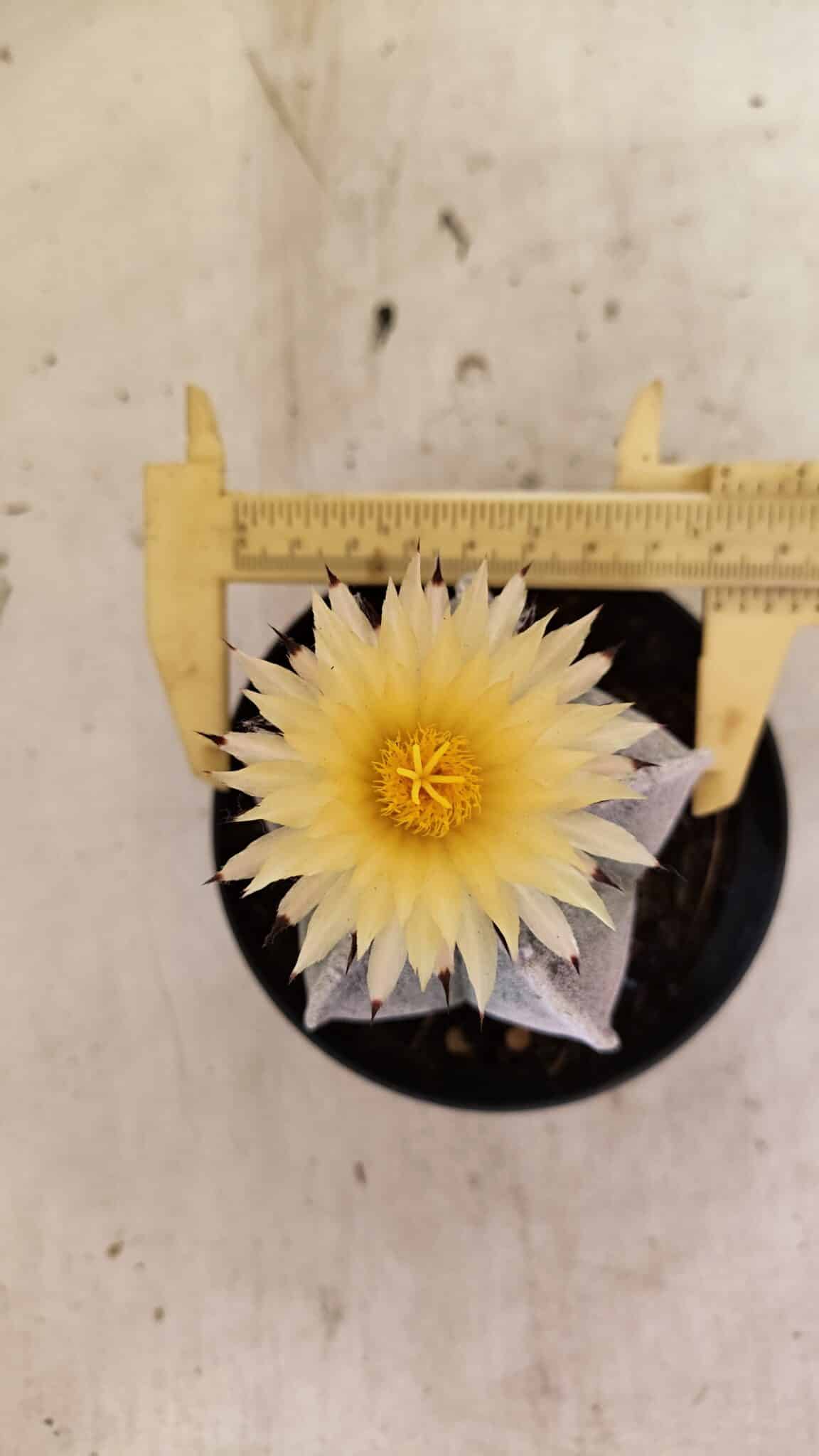 ASTROPHYTUM MYRIOSTIGMA Nº 1053 – vaso 11 - foto 5