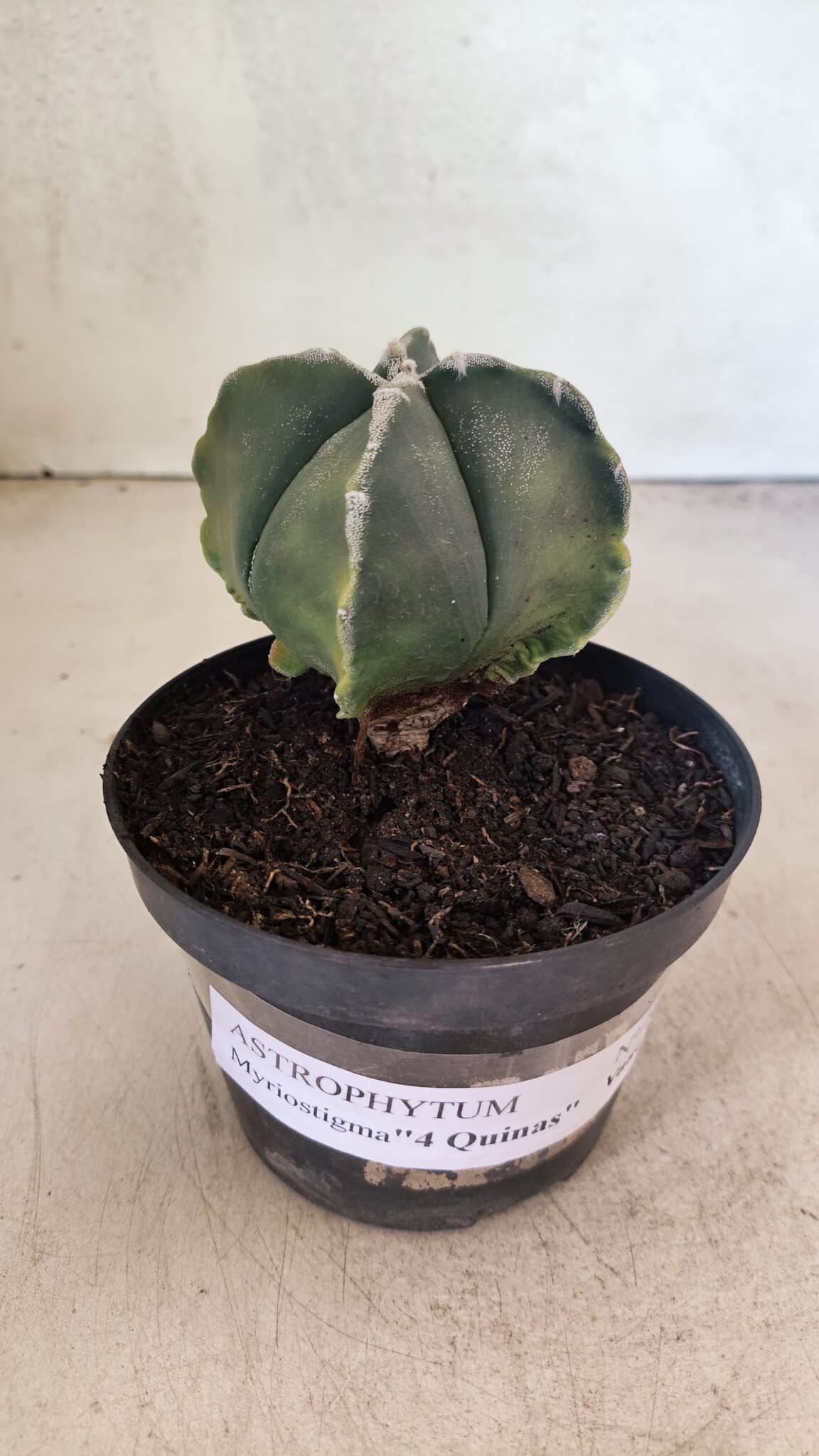 ASTROPHYTUM MYRIOSTIGMA VARIEGATA "4 QUINAS" Nº 1084 – vaso 11 - foto 2