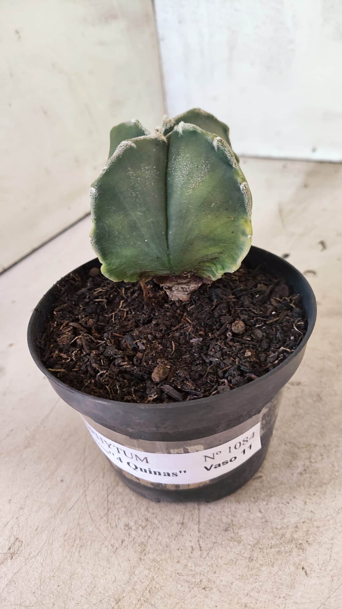 ASTROPHYTUM MYRIOSTIGMA VARIEGATA "4 QUINAS" Nº 1084 – vaso 11 - foto 10