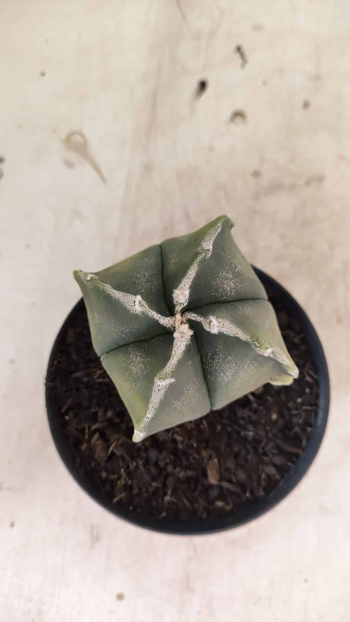 ASTROPHYTUM MYRIOSTIGMA VARIEGATA "4 QUINAS" Nº 1084 – vaso 11 - foto 3